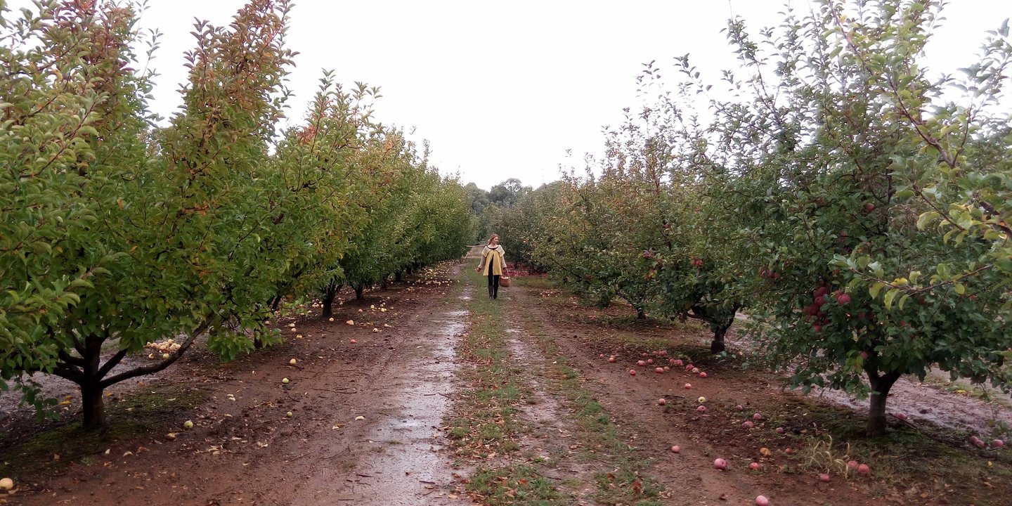 Europa Gully Orchard