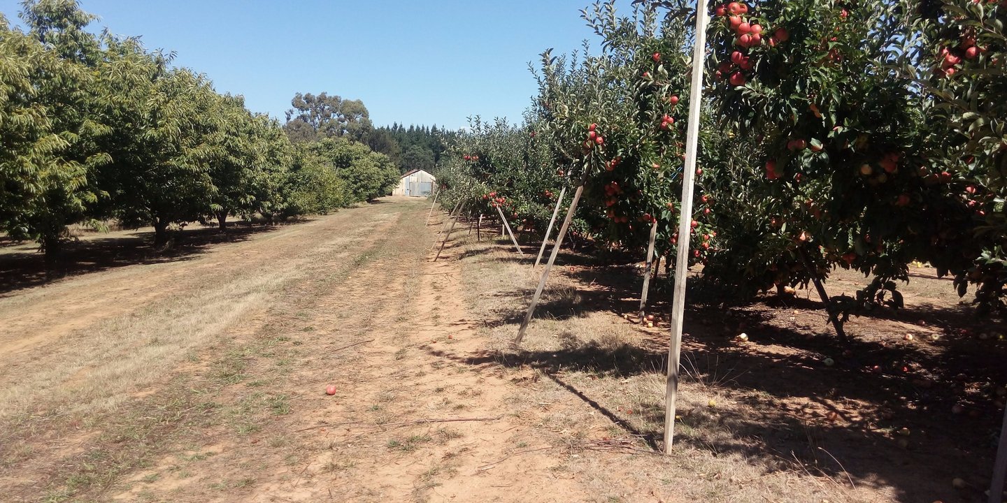 Europa Gully Orchard