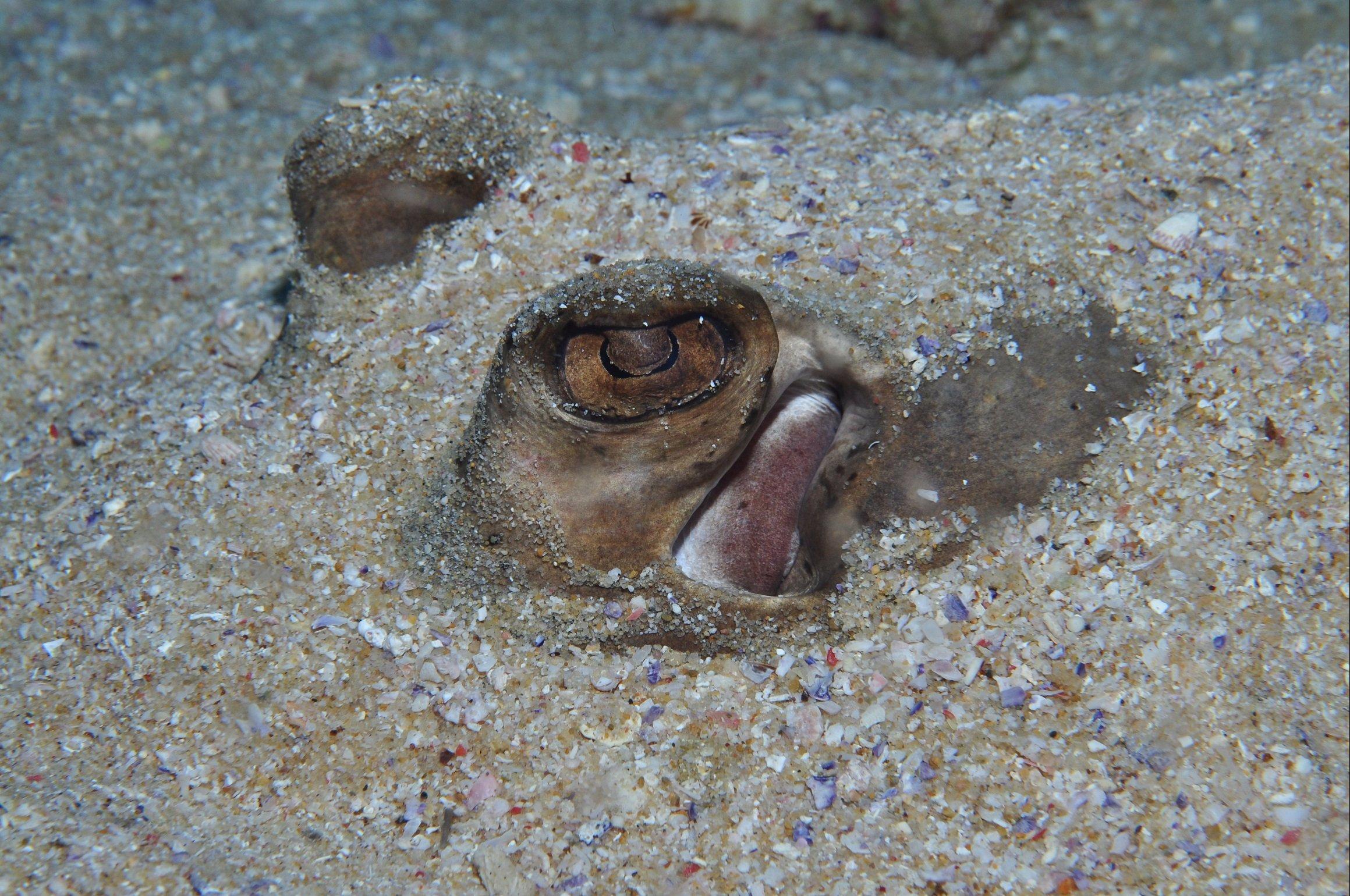 Shelving Beach Dive Site