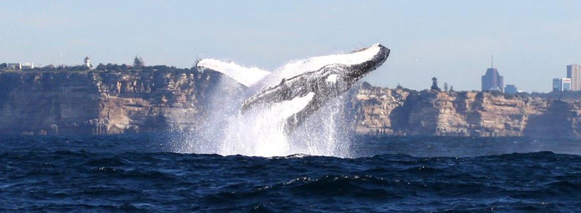 Taronga Zoo & Whale Watching Cruise