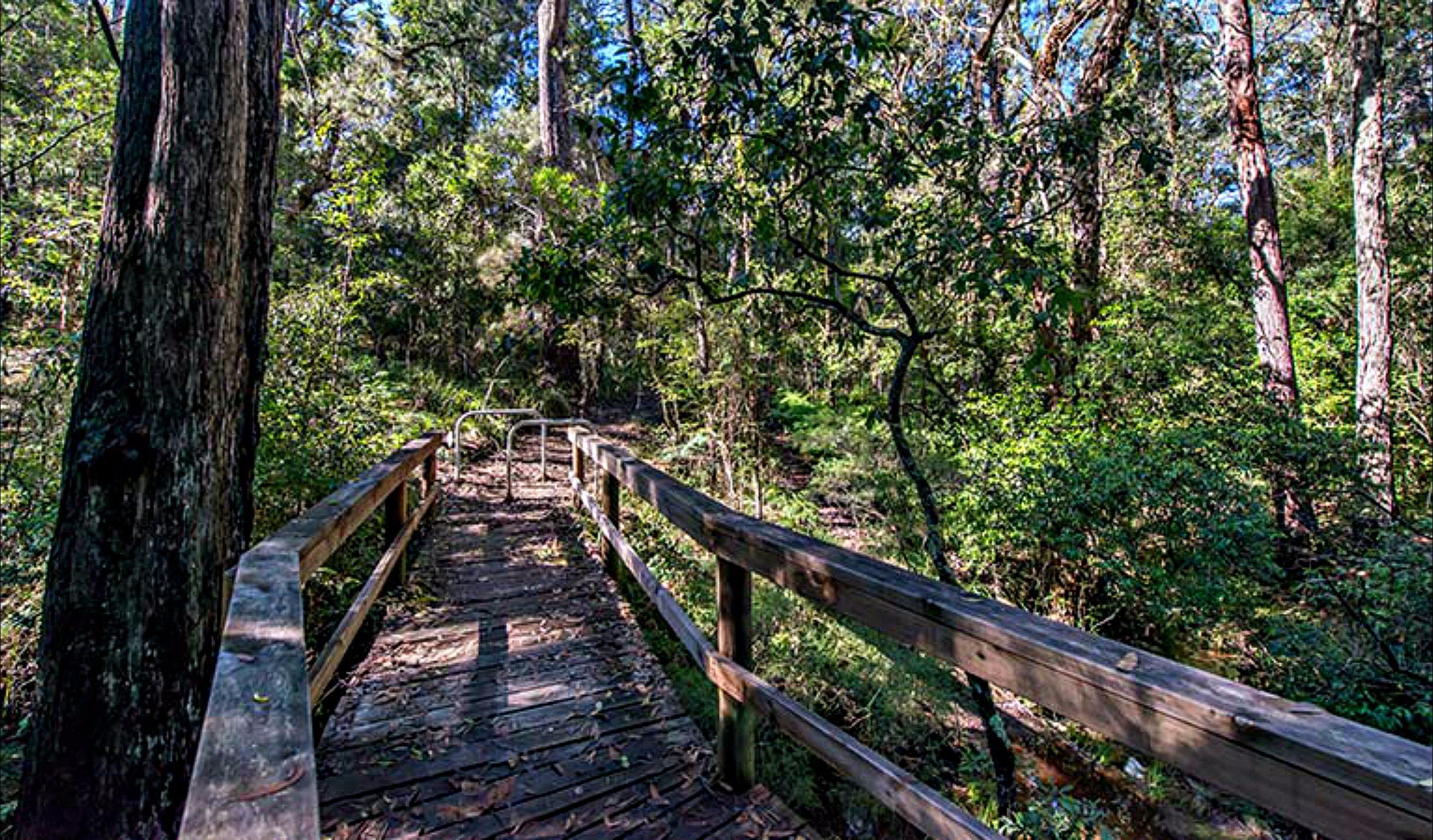 Dawson River Walking Track