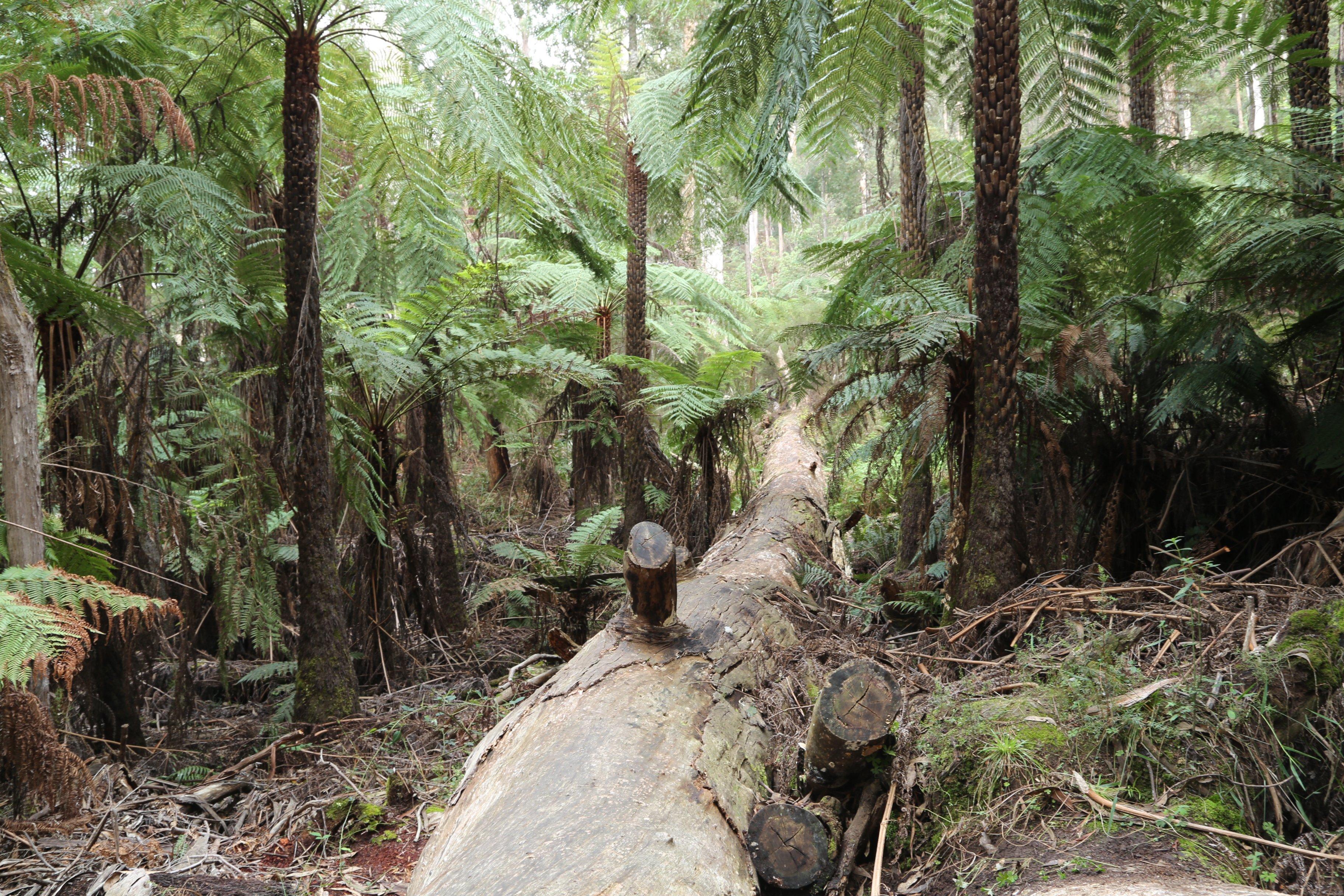 Upper Yarra Reservoir Park