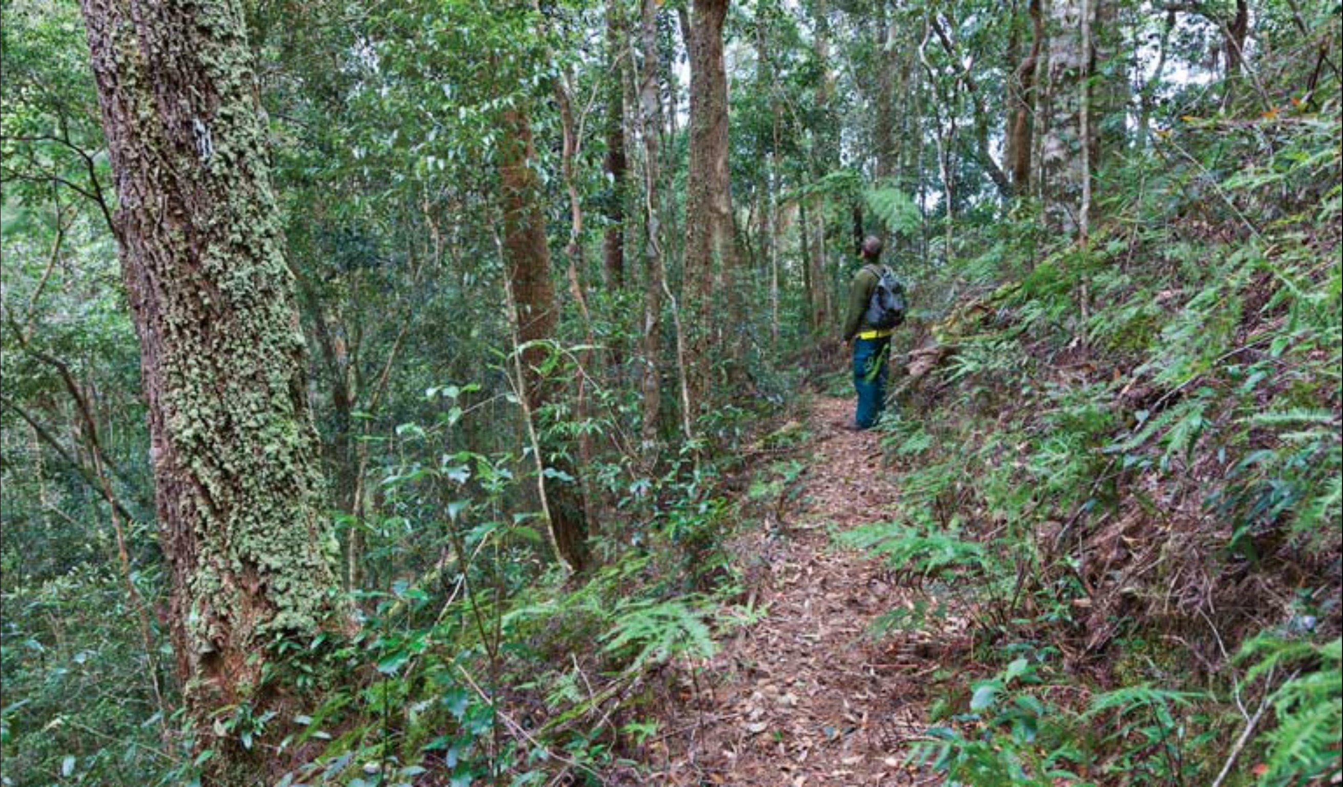 Blackbutt walking track