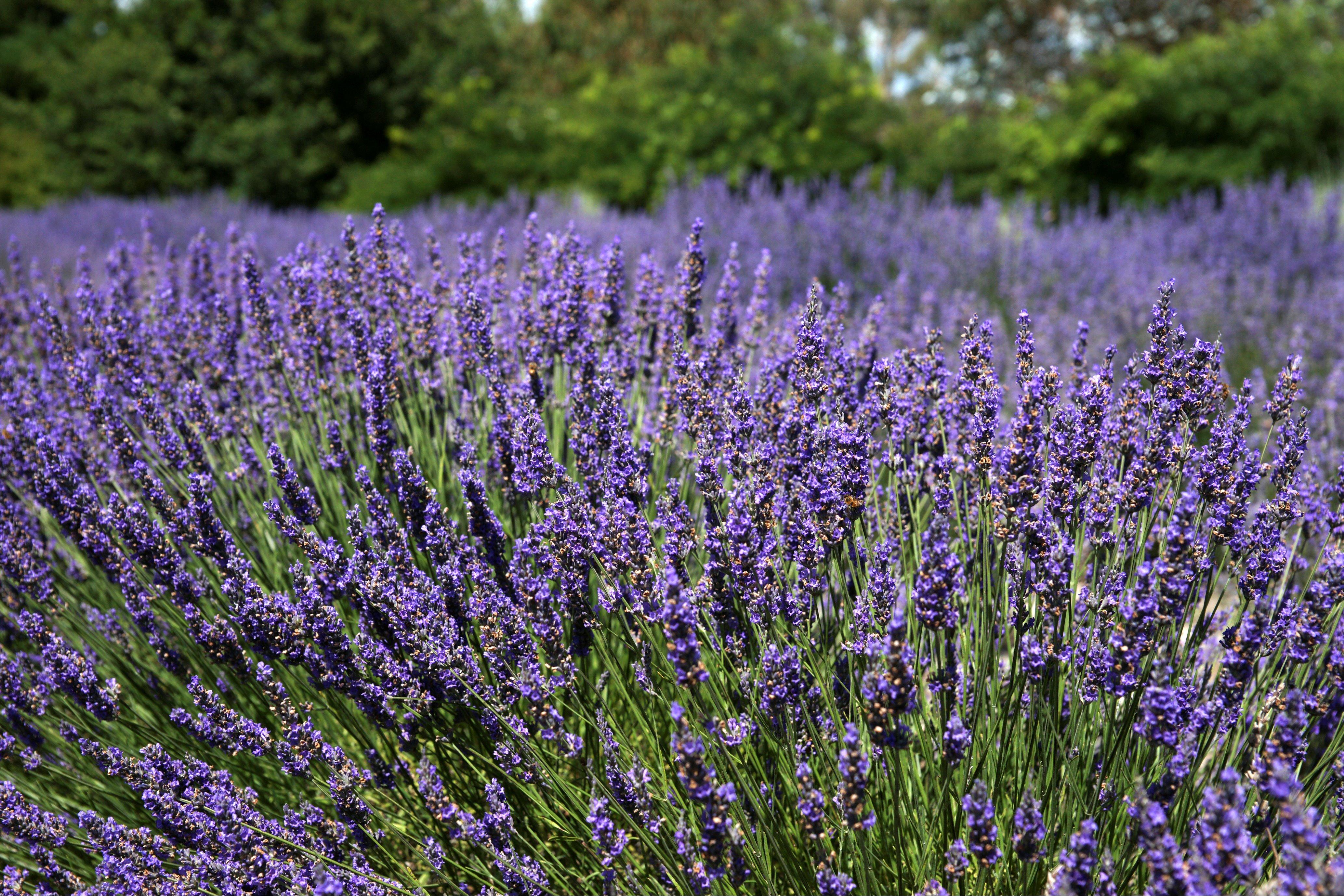 Crystal Brook Gardens and Lavender Farm