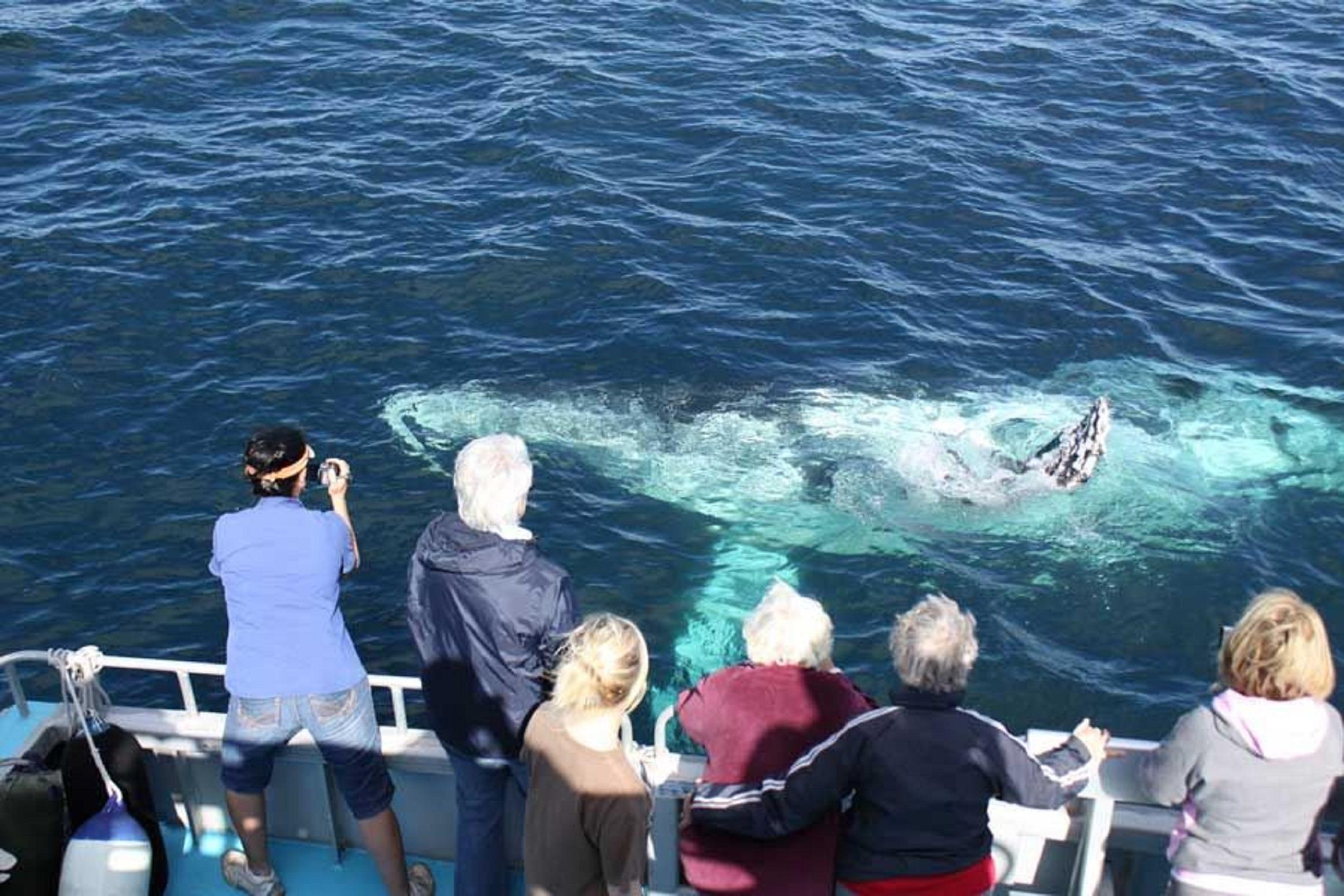 Coolangatta Whale Watch