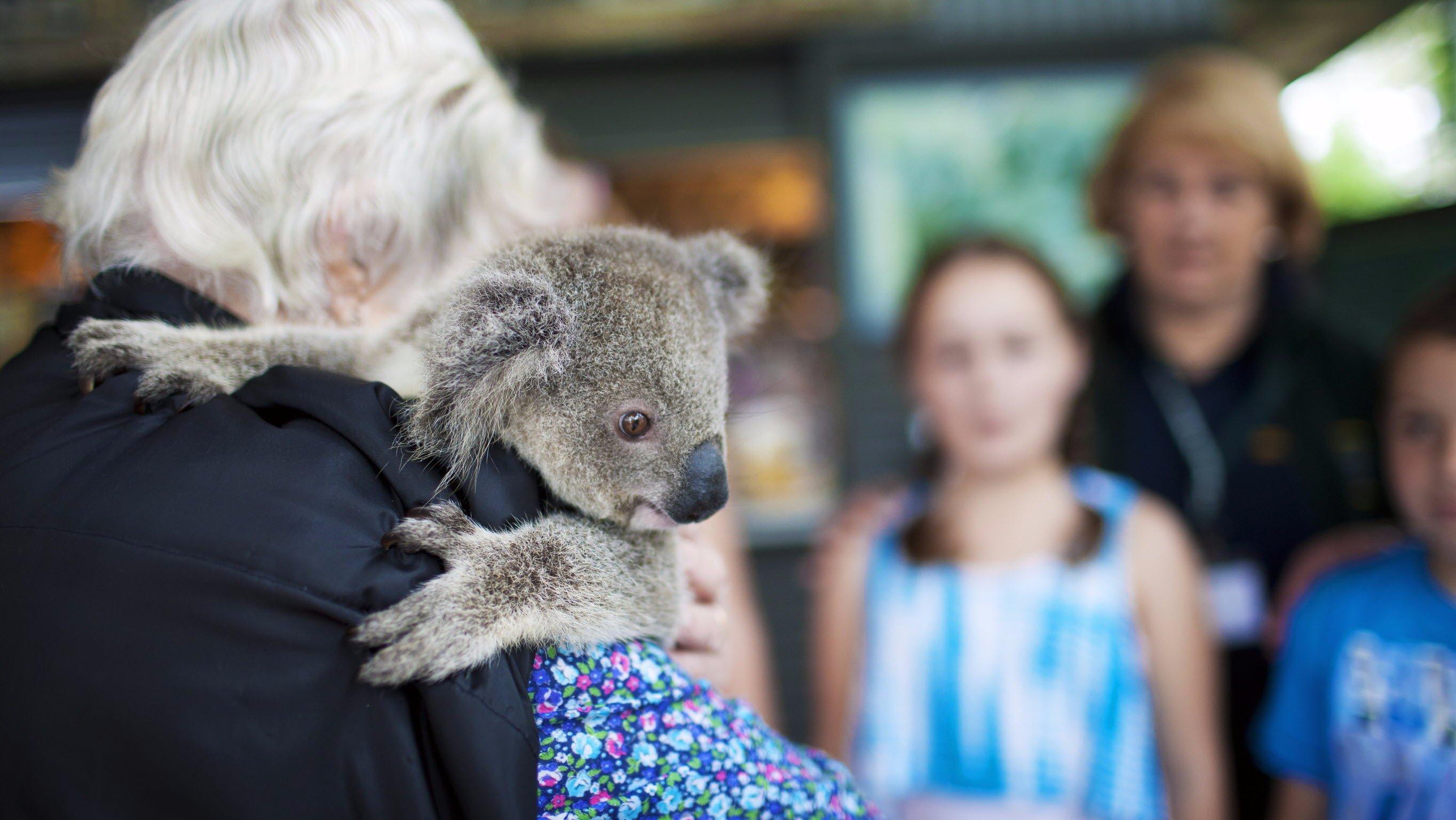 Koala Hospital