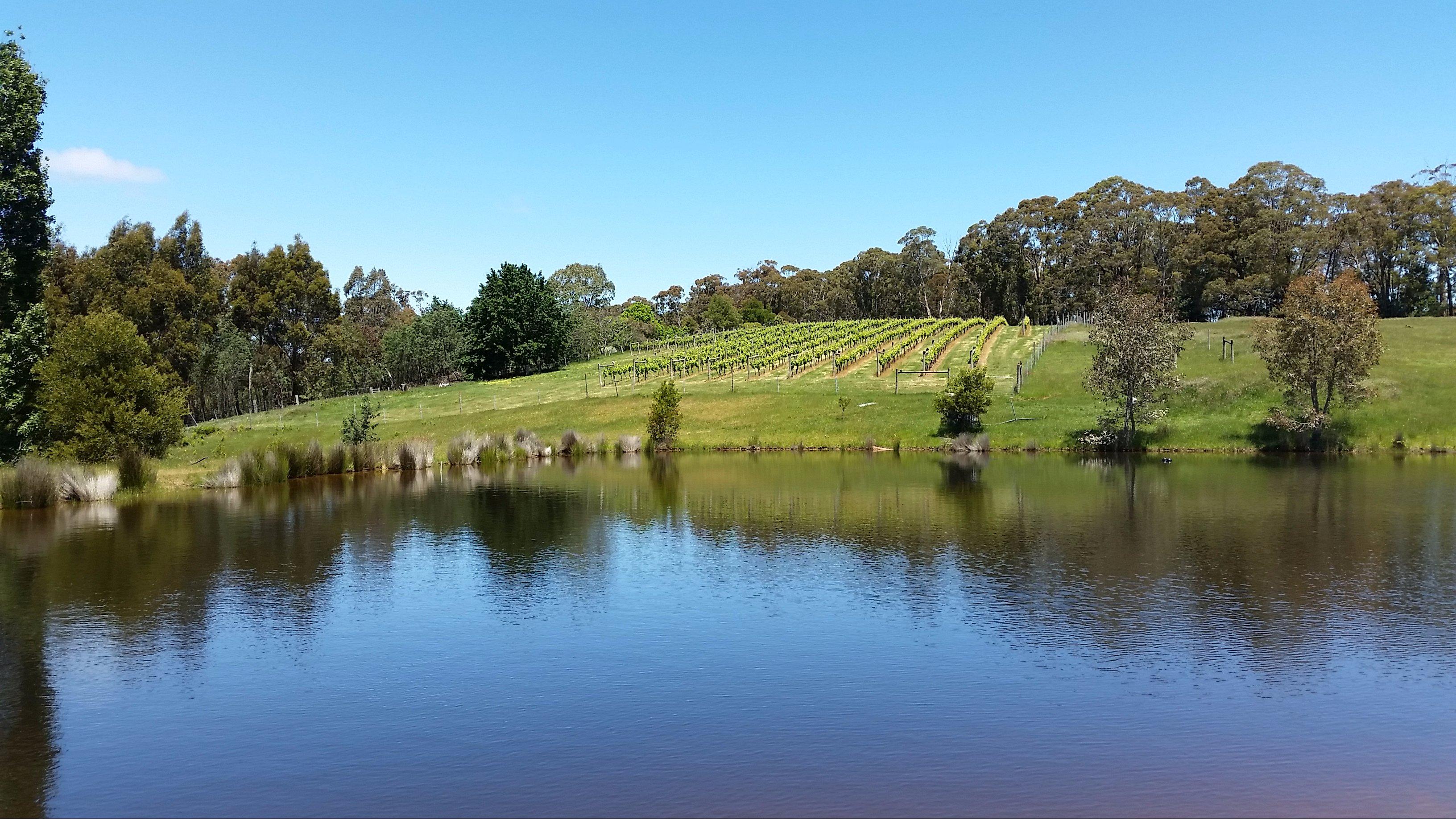 Wombat Forest Vineyard