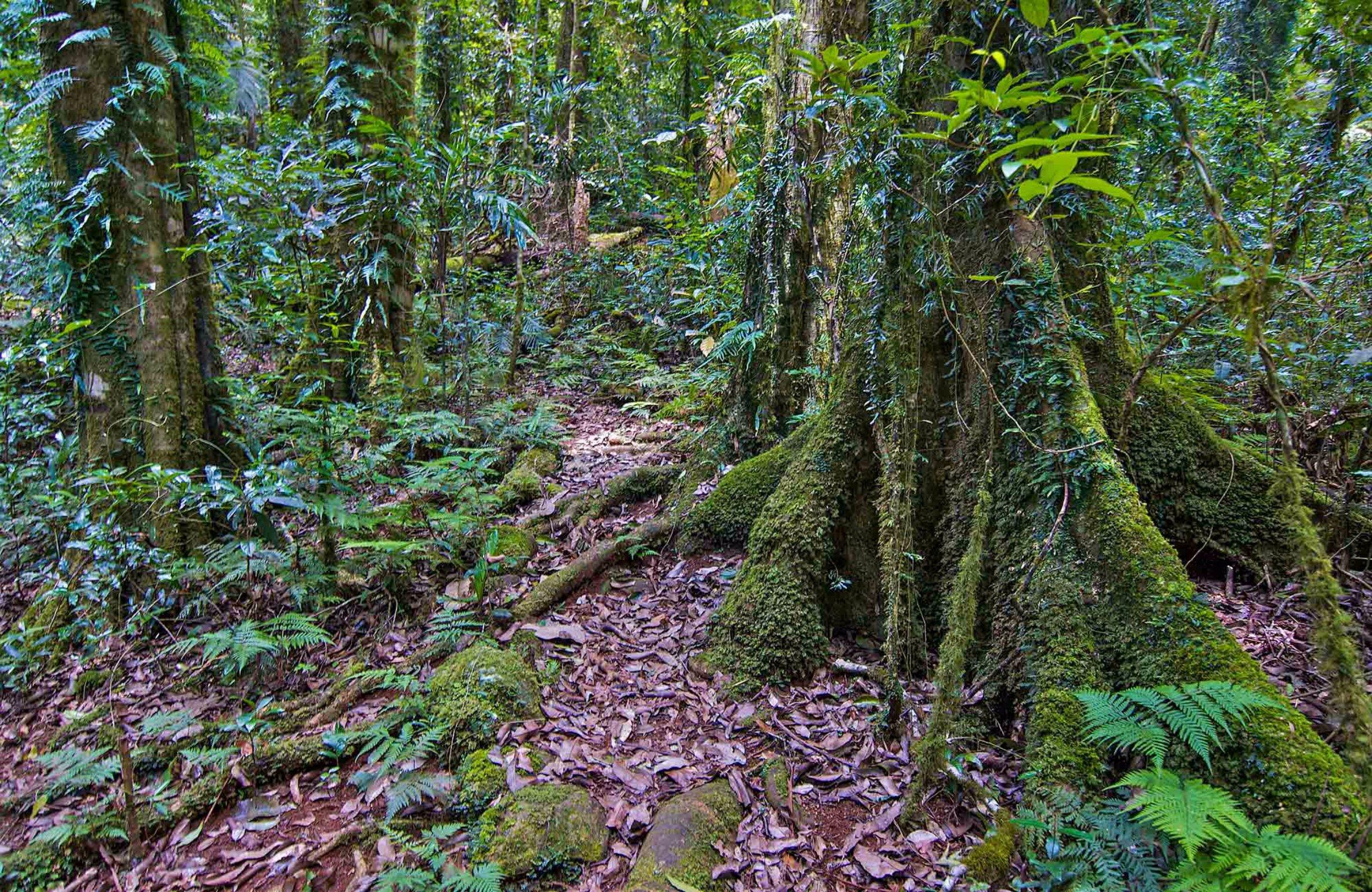 Helmholtzia Loop Walking Track