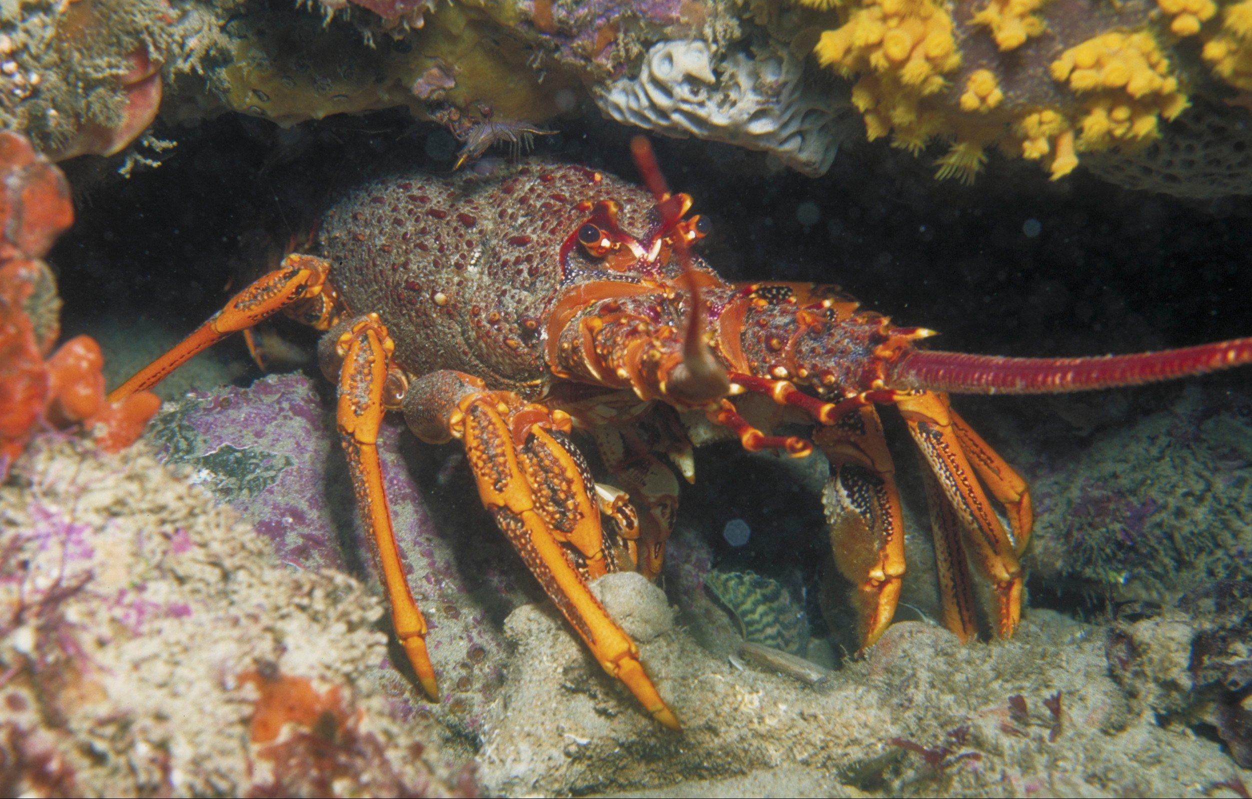 Eagle Rock Marine Sanctuary