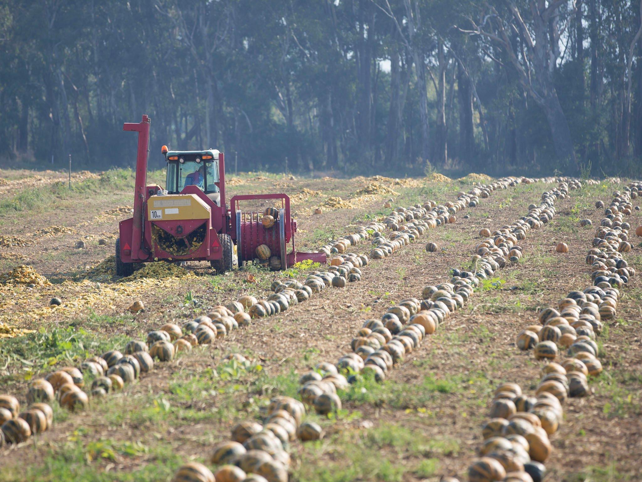 Australian Pumpkin Seed Company