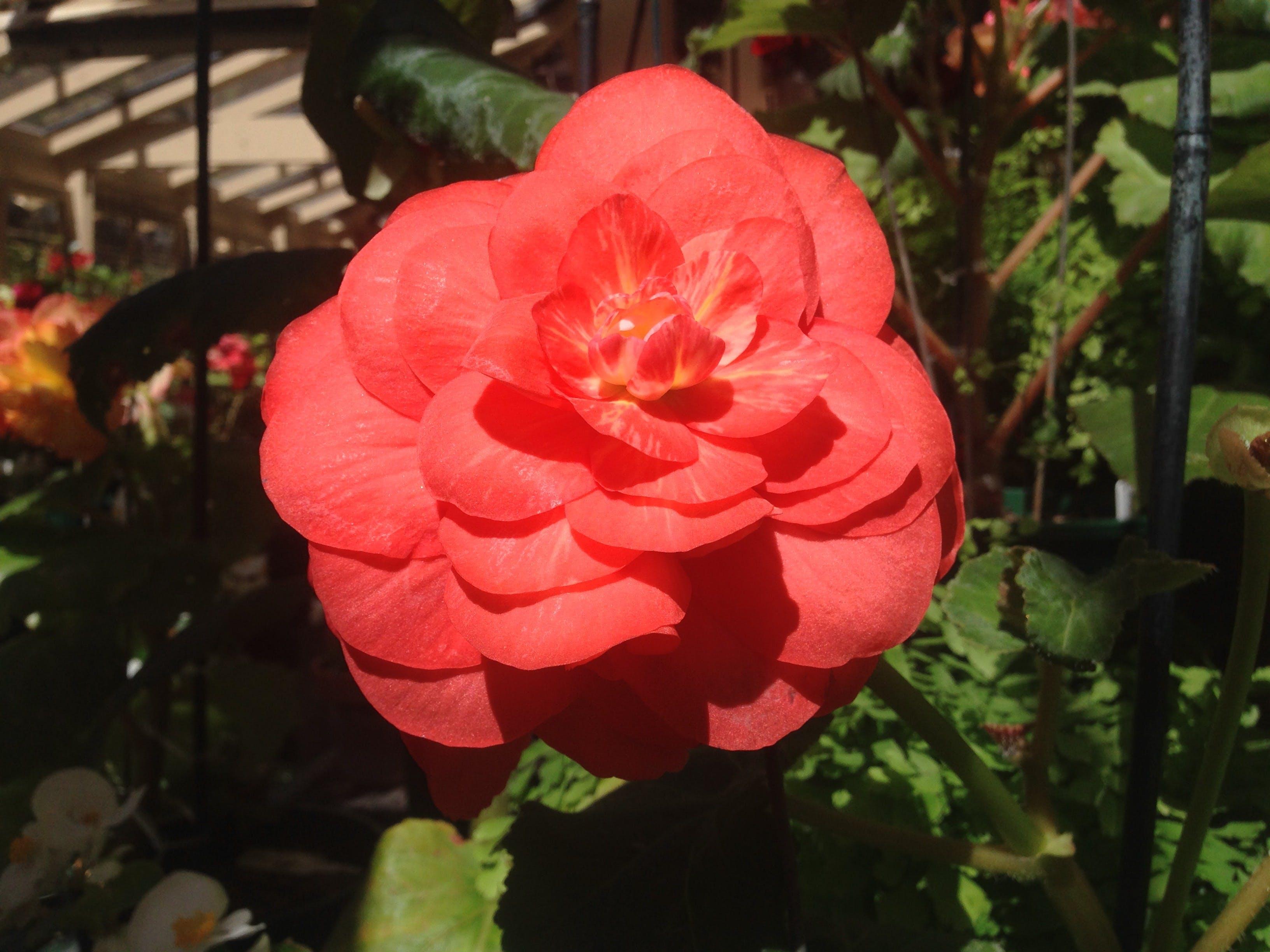 Cook Park Begonias in Bloom