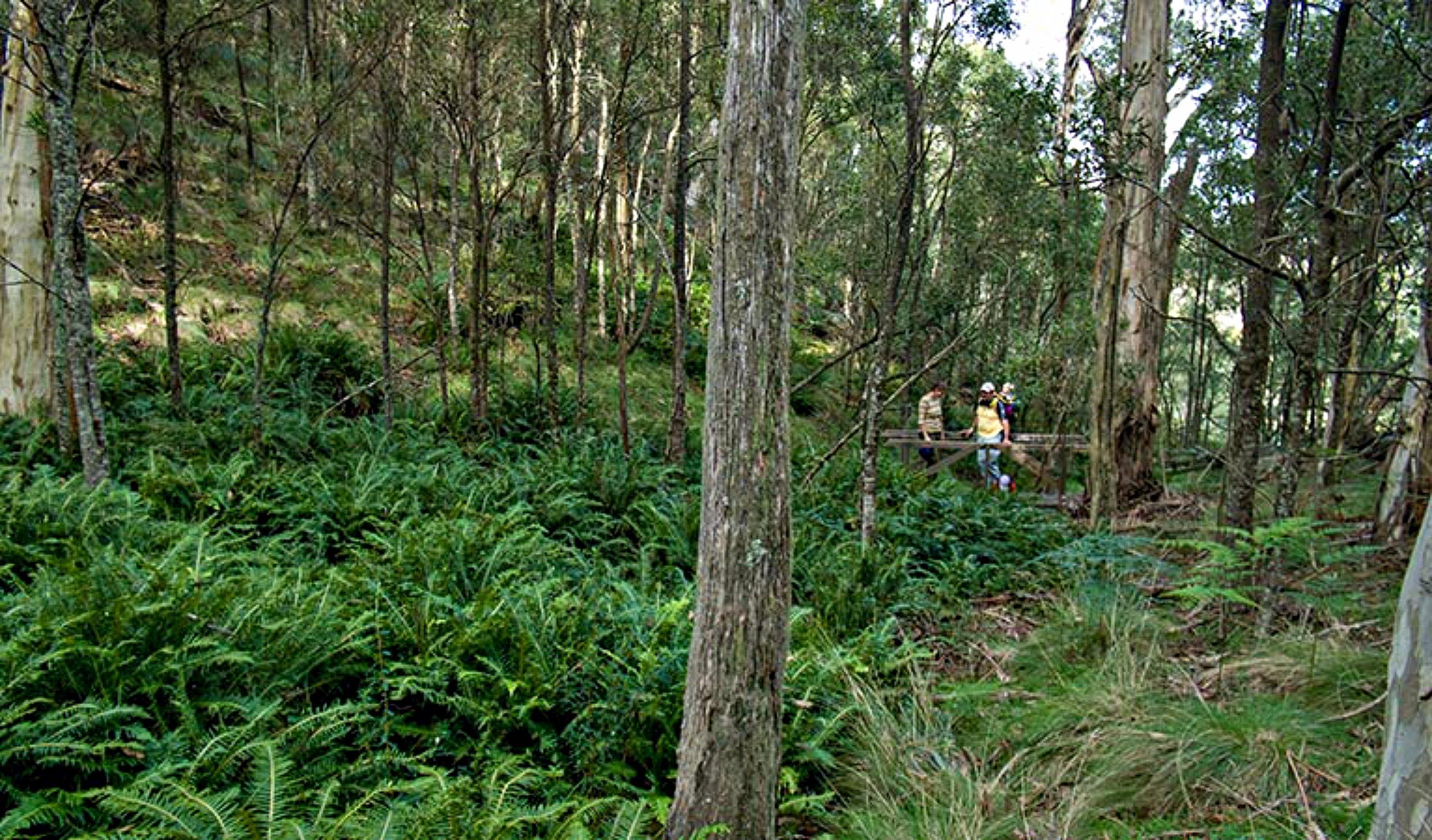 Nature Walking Track