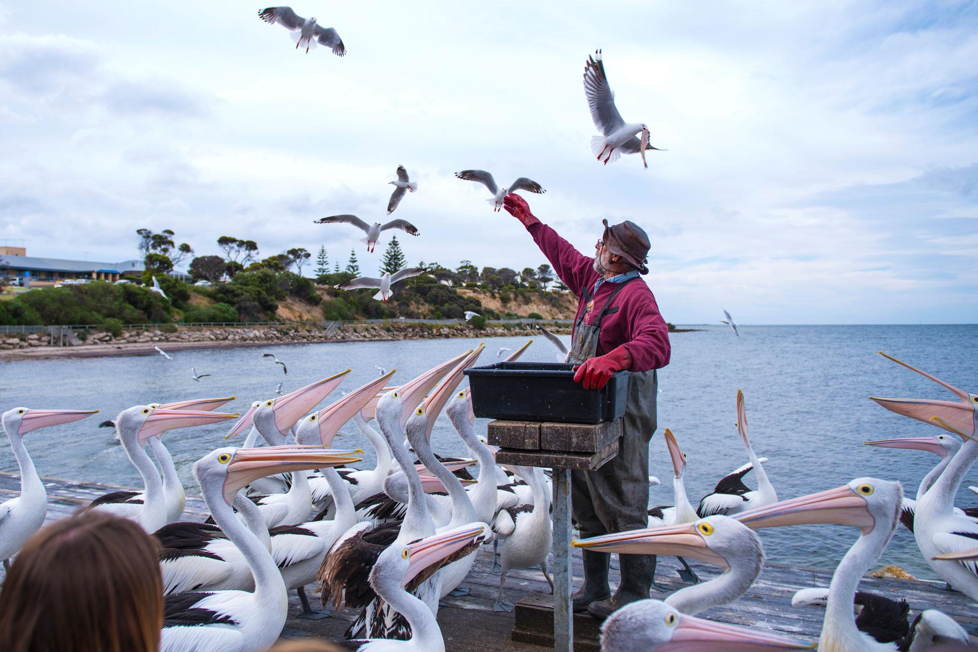 Kangaroo Island Kingscote Pelican Feeding