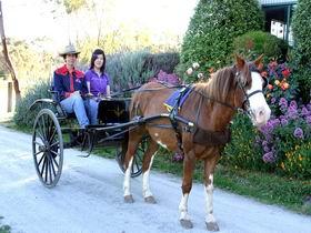 Four Oaks Farm & Ponies Love Parties