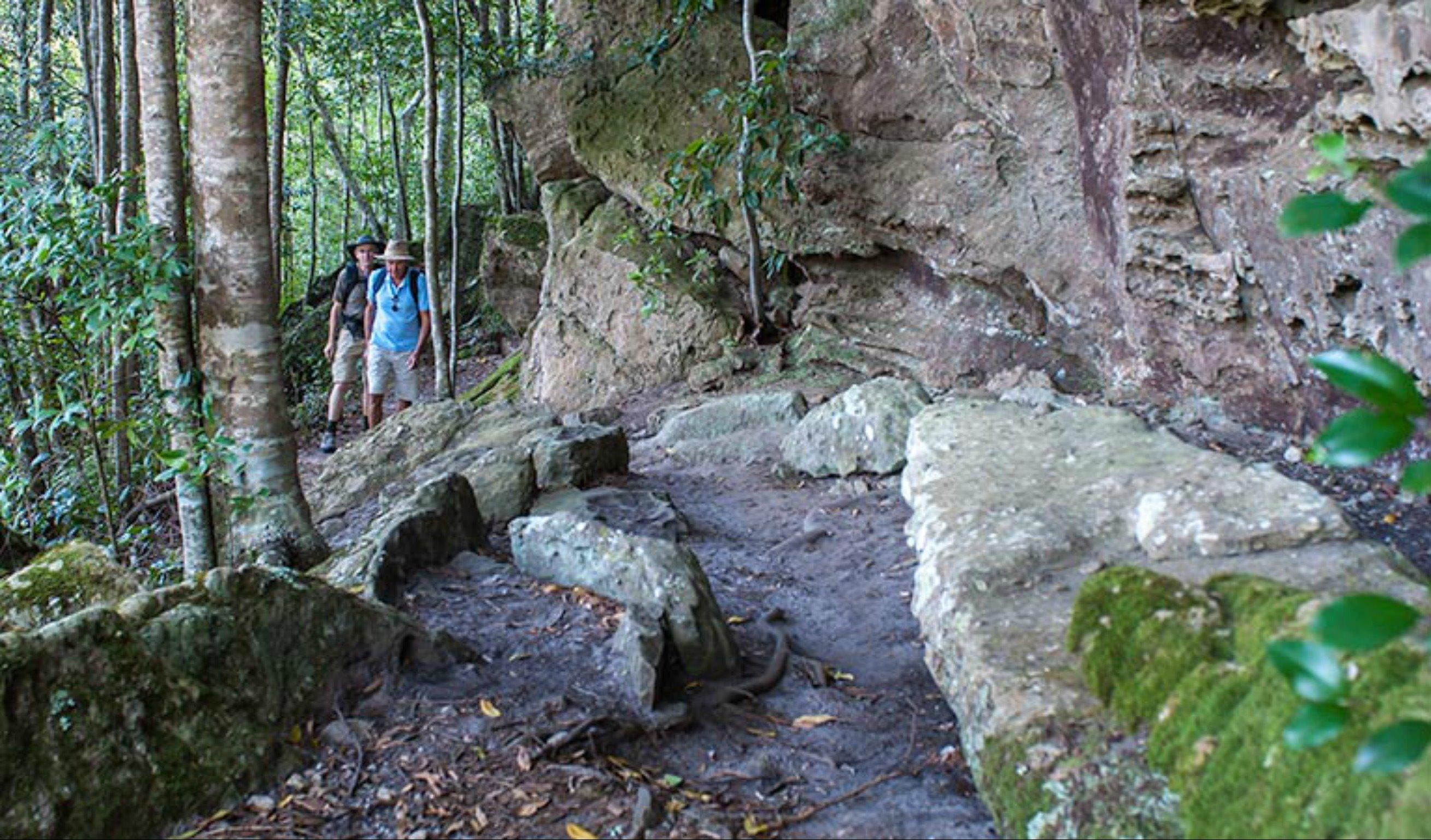 George Boyd Rainforest walking track