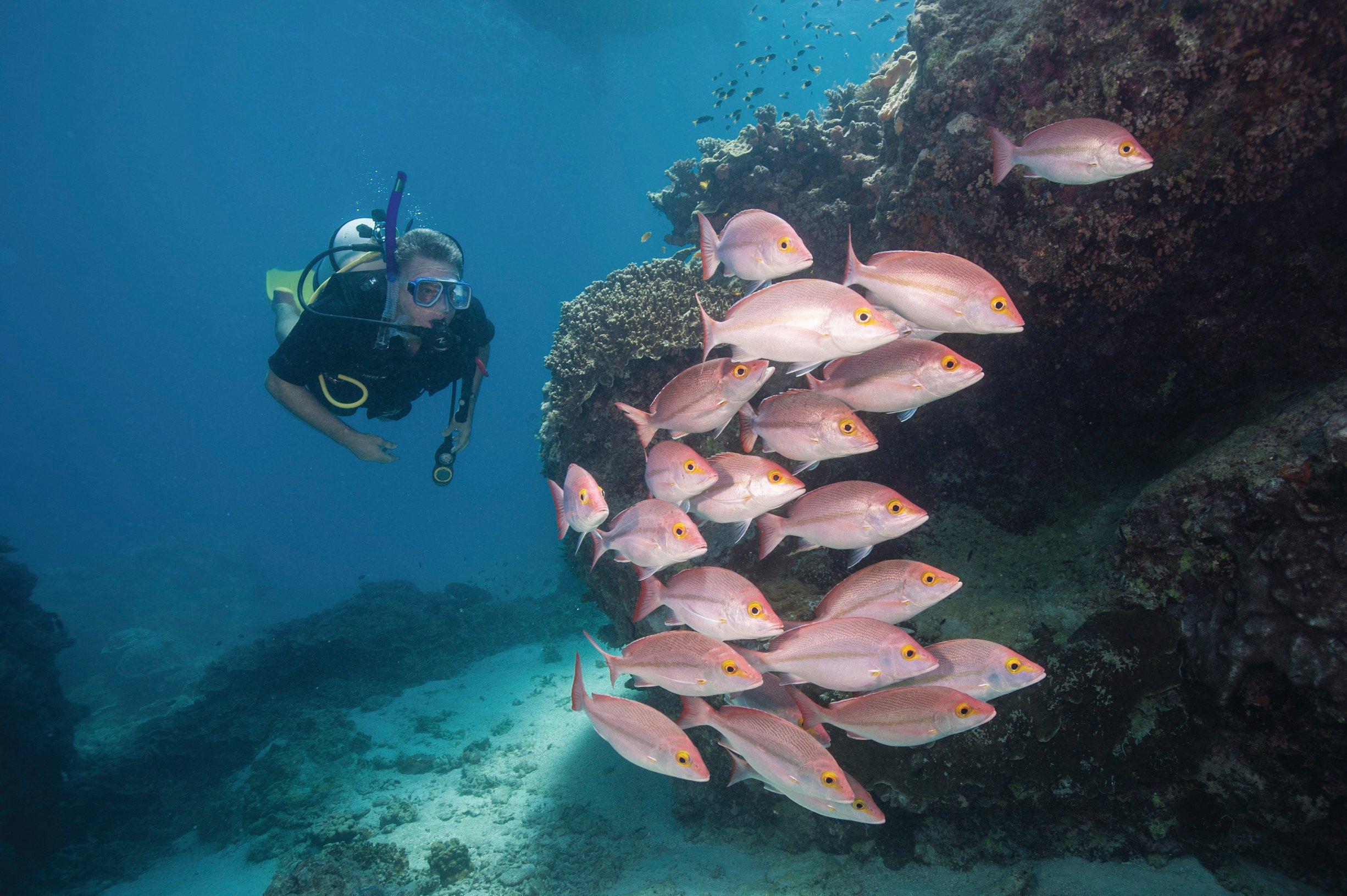 Heron Island Dive Site