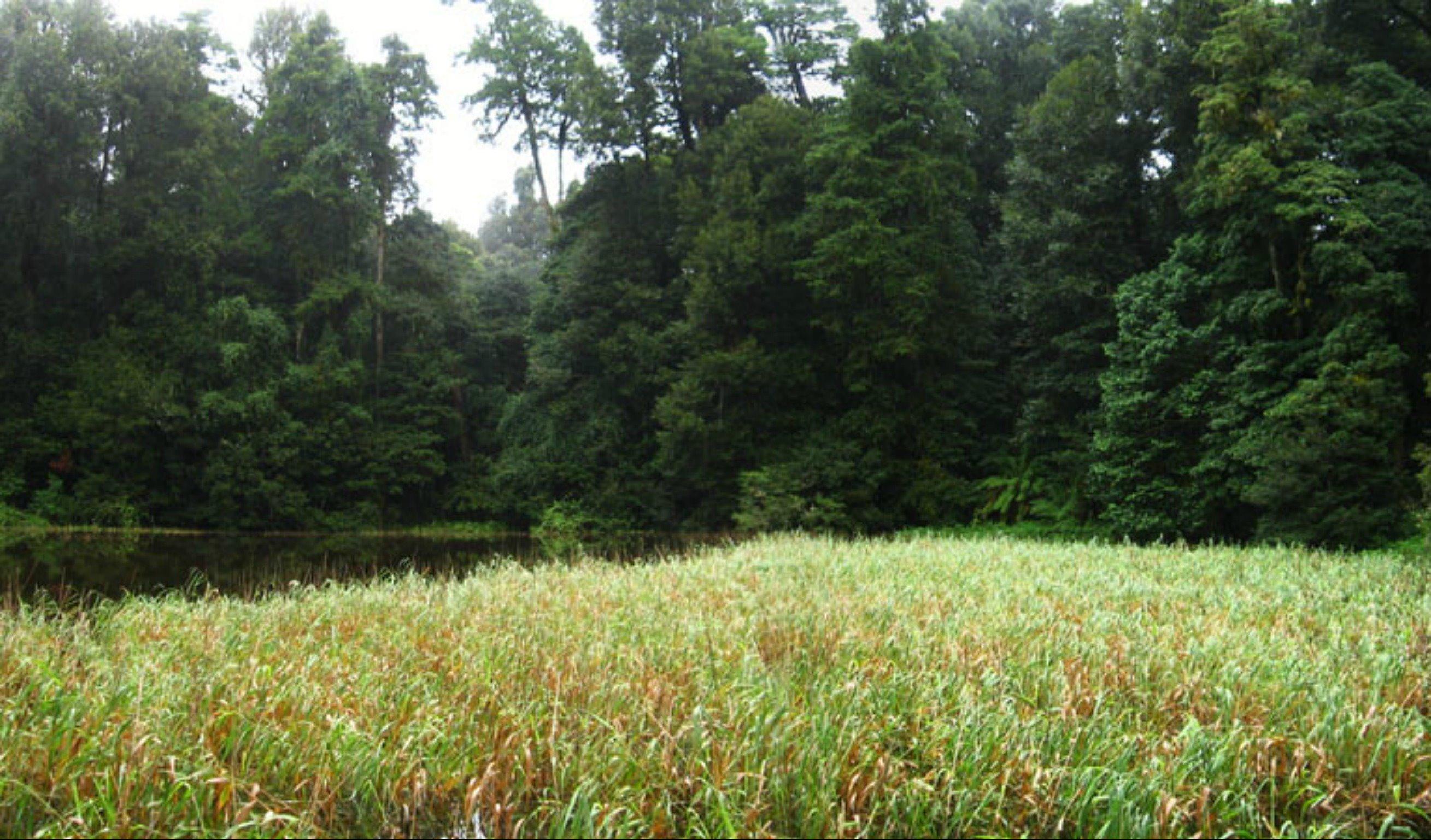 Burraga Swamp walking track