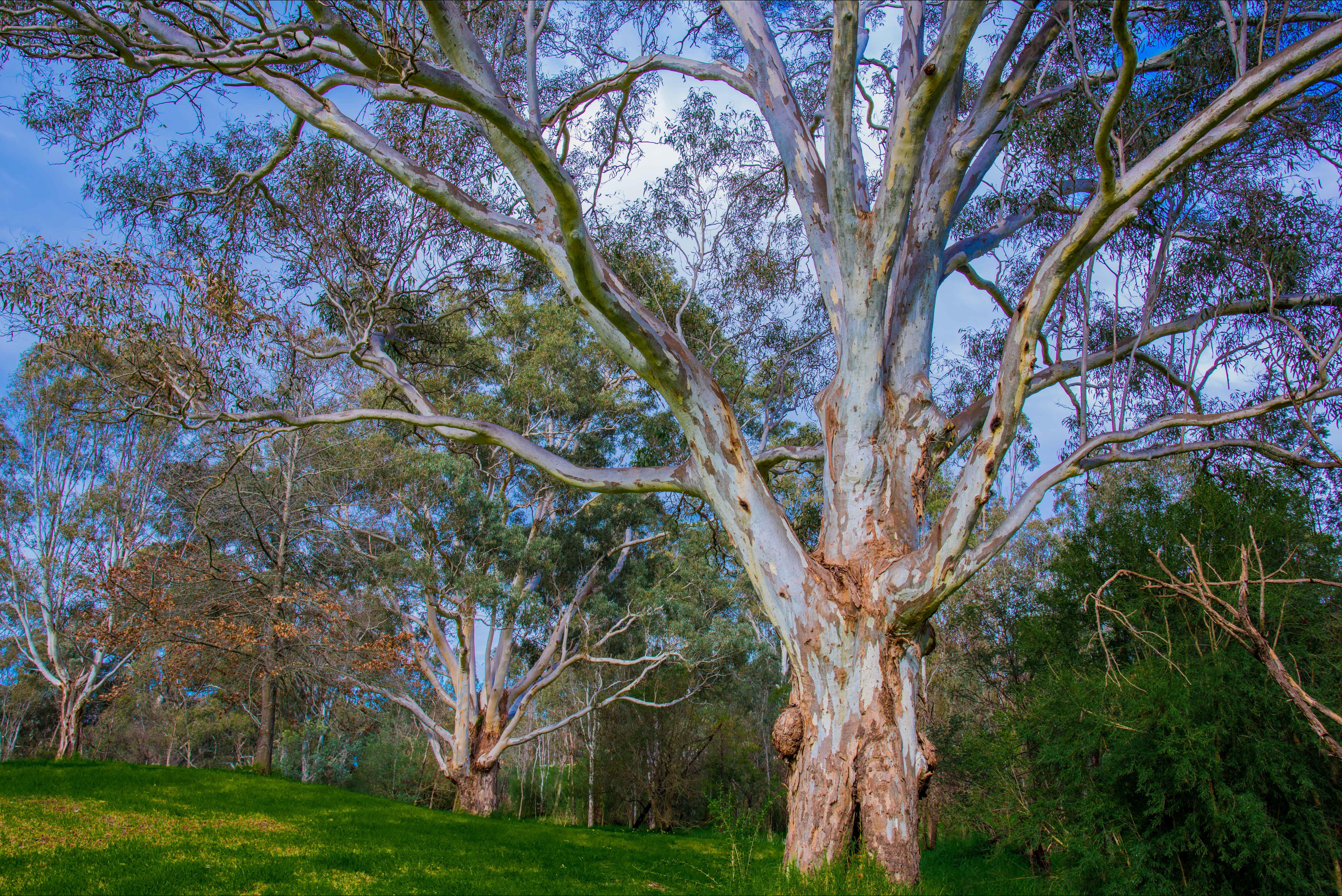 Banksia Park