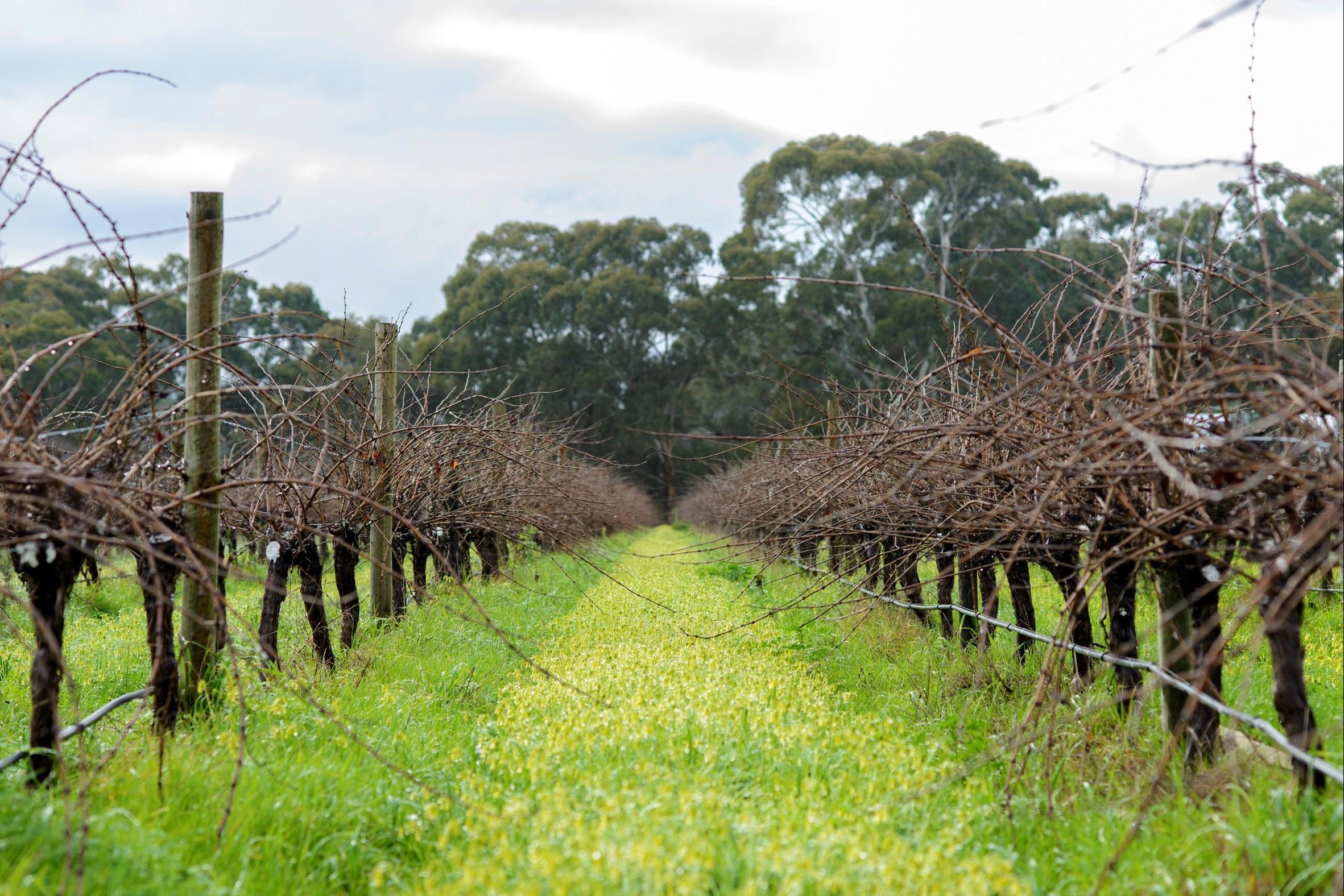 Hugh Hamilton Wines