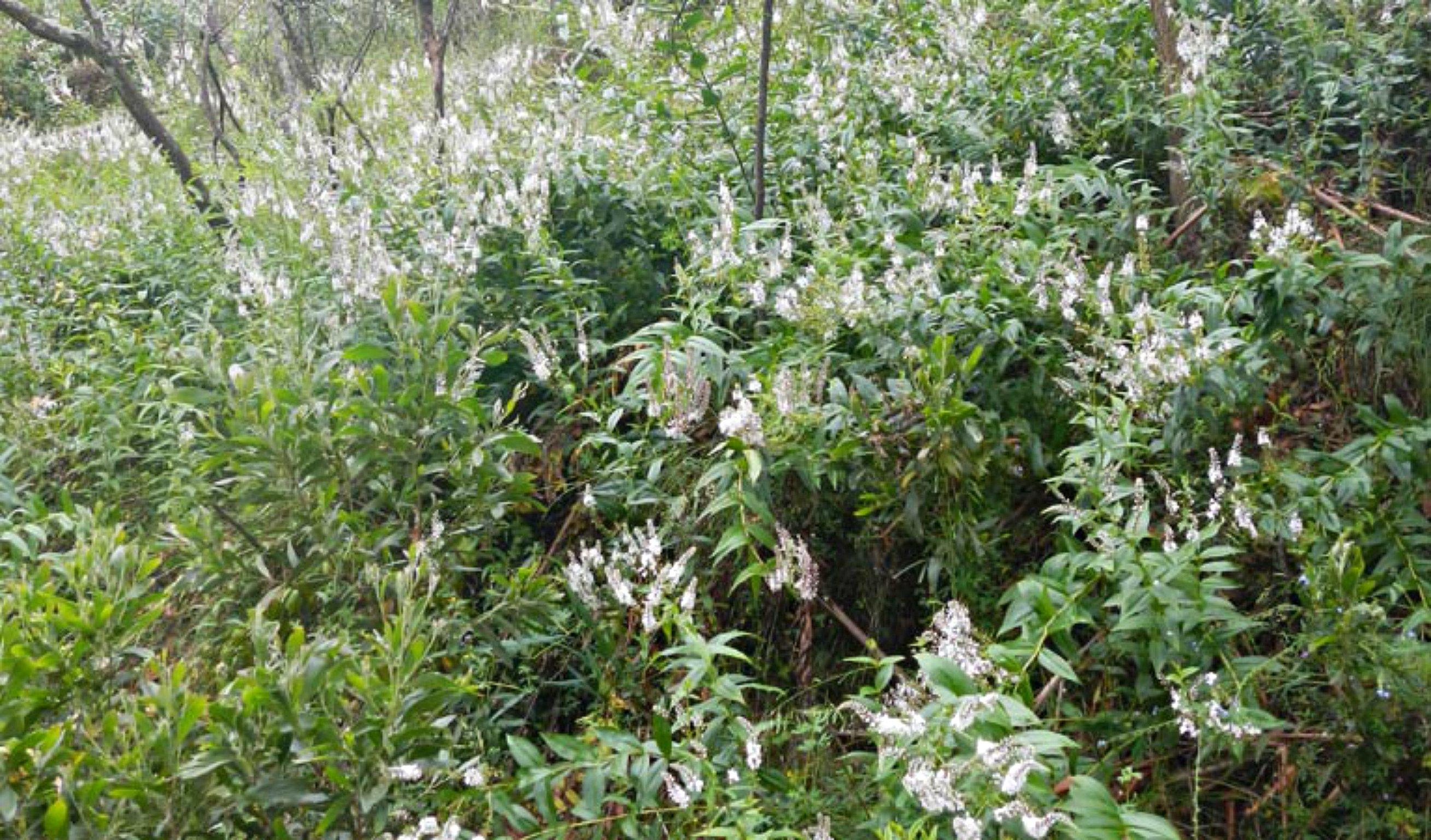 Snowgum Walking Track