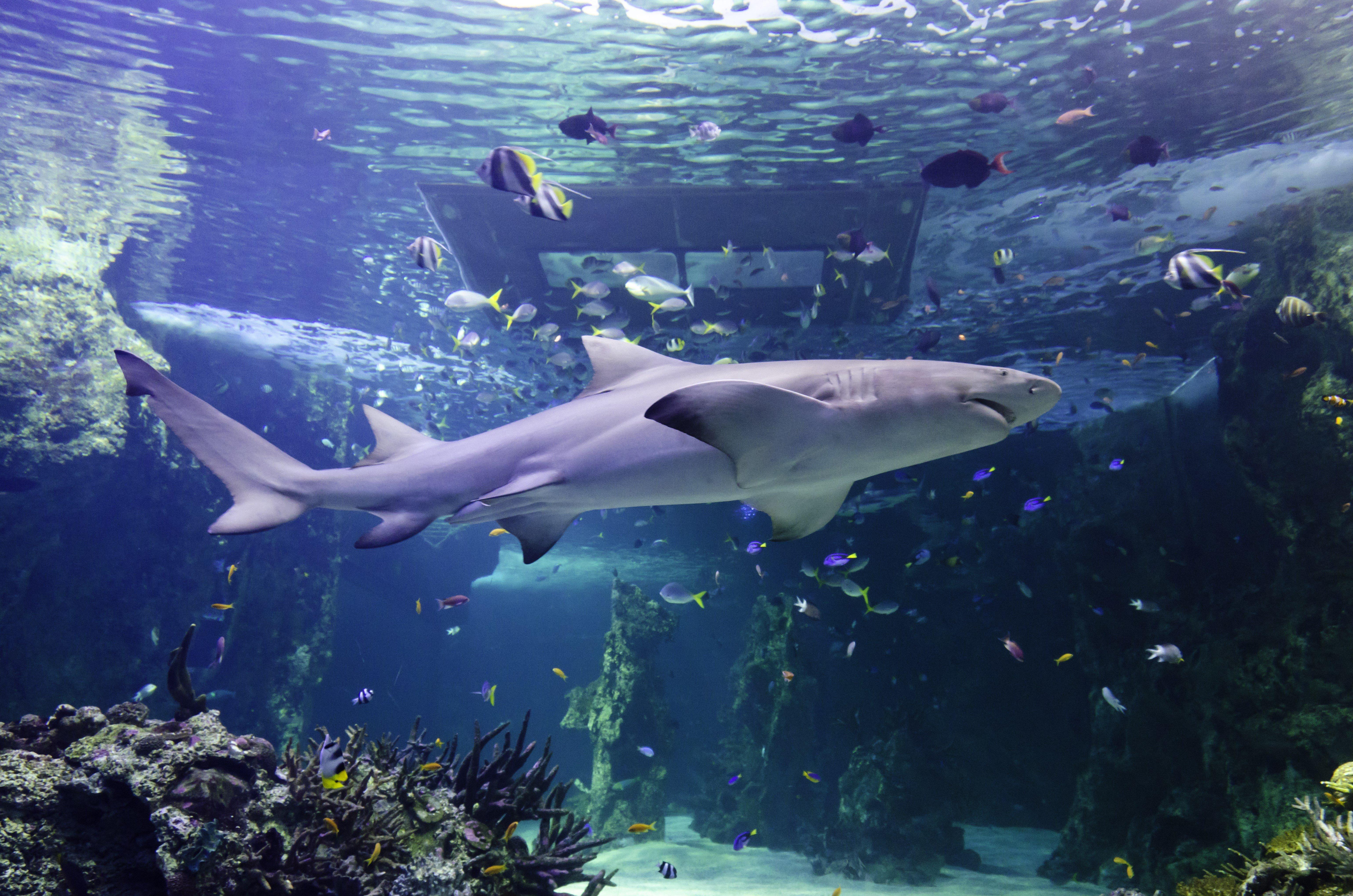 SEA LIFE Sydney Aquarium