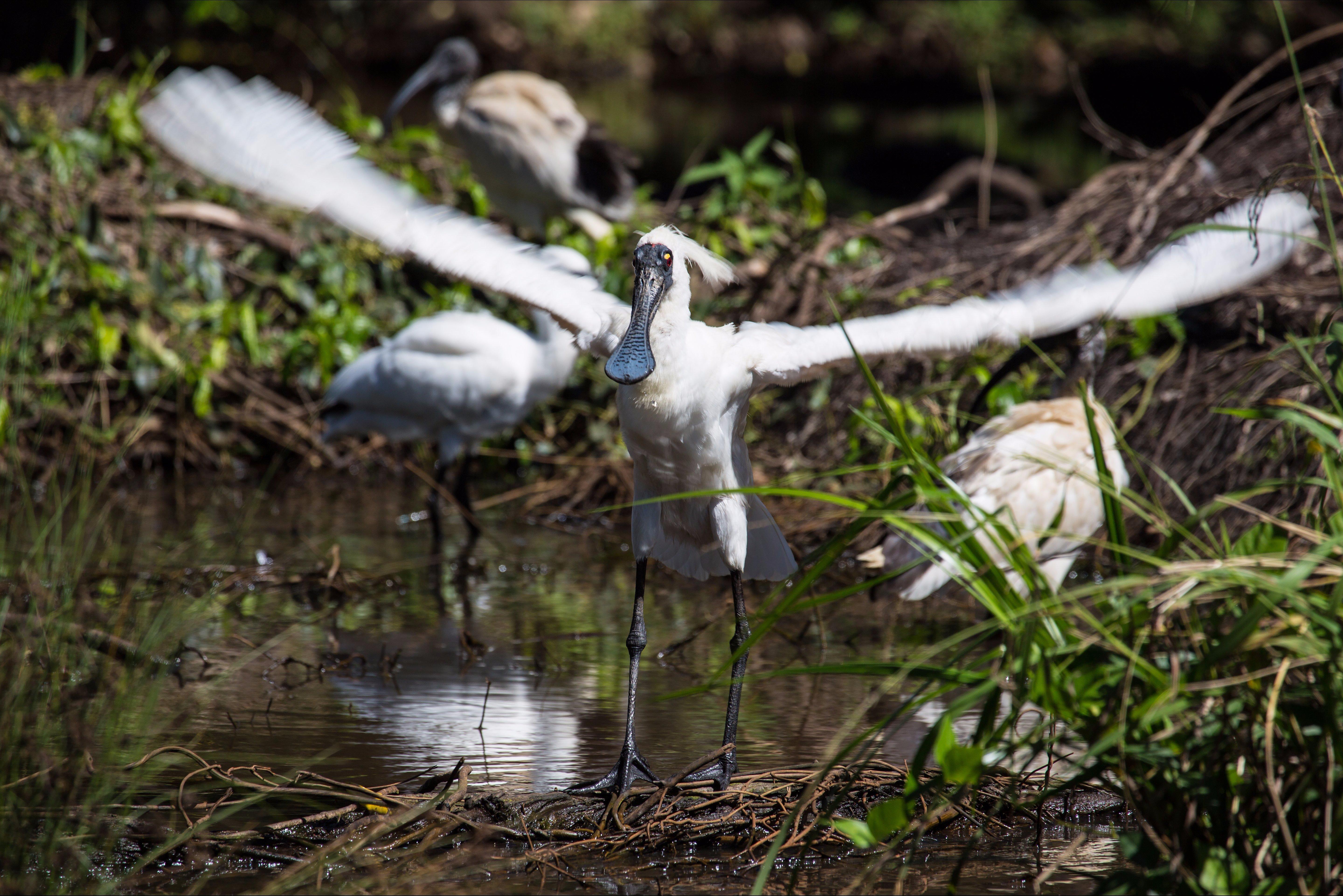 Black Swamp Wetlands