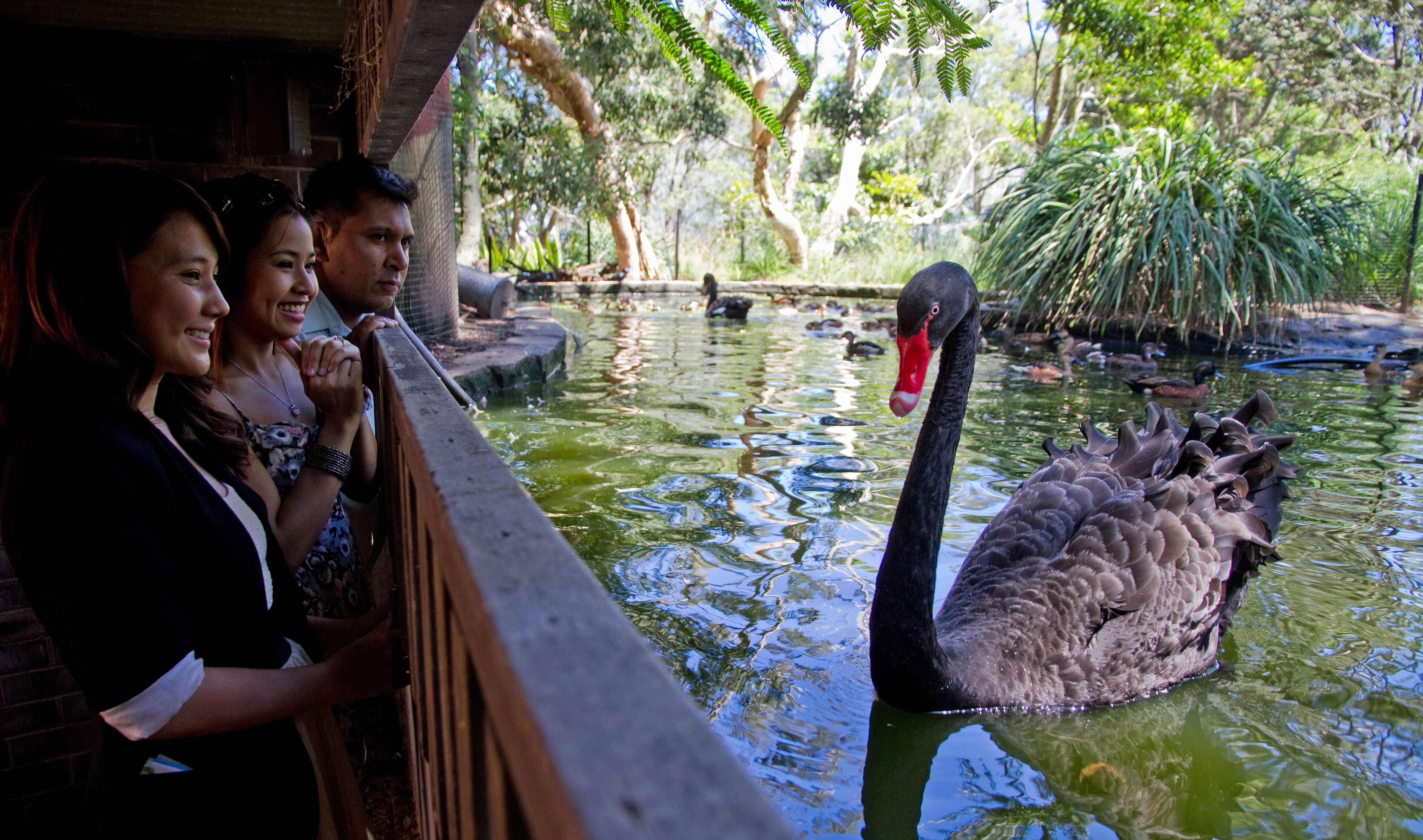 Nura Diya Aboriginal Wildlife Tour at Taronga Zoo