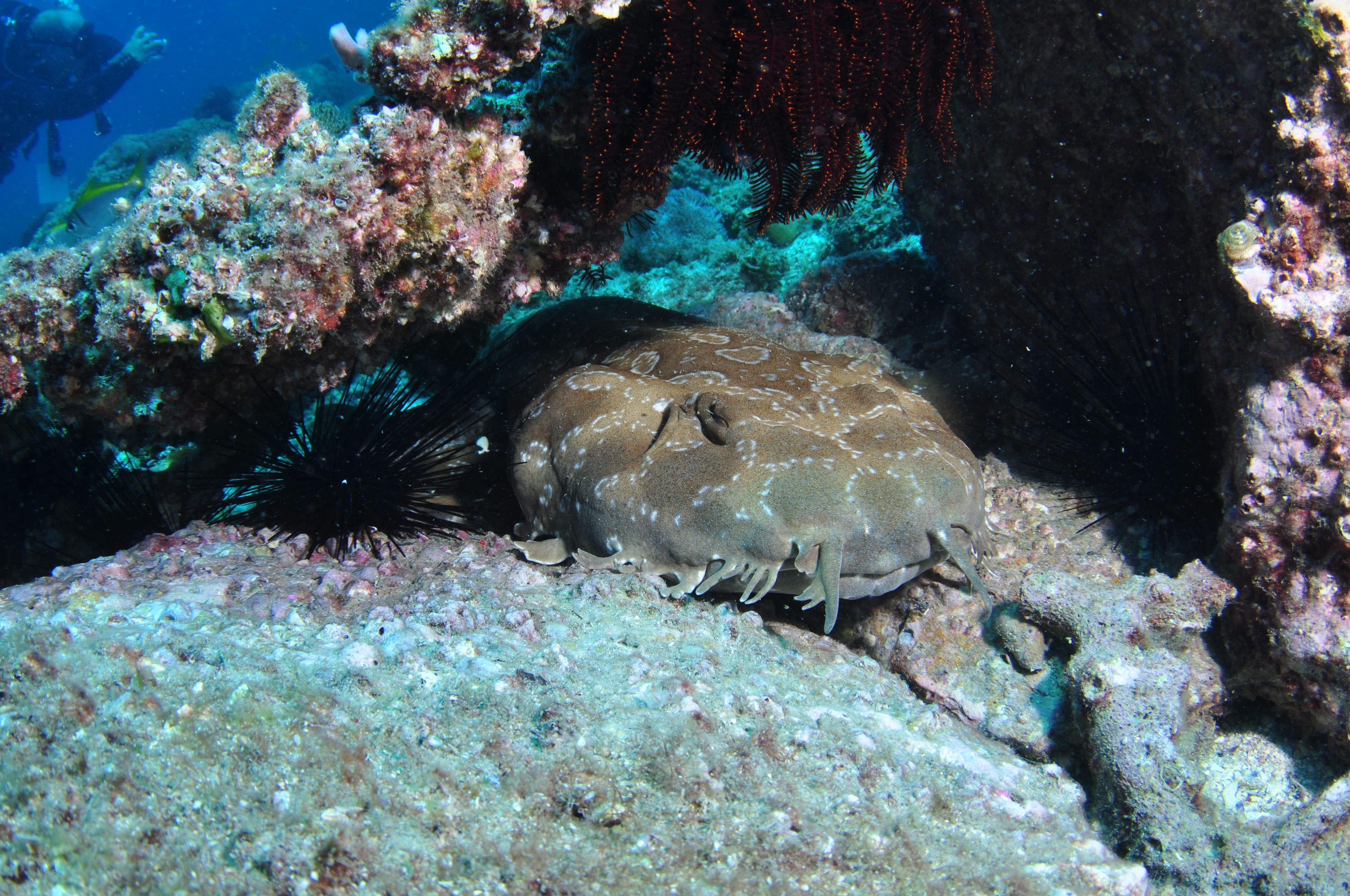 Shag Rock Dive Site