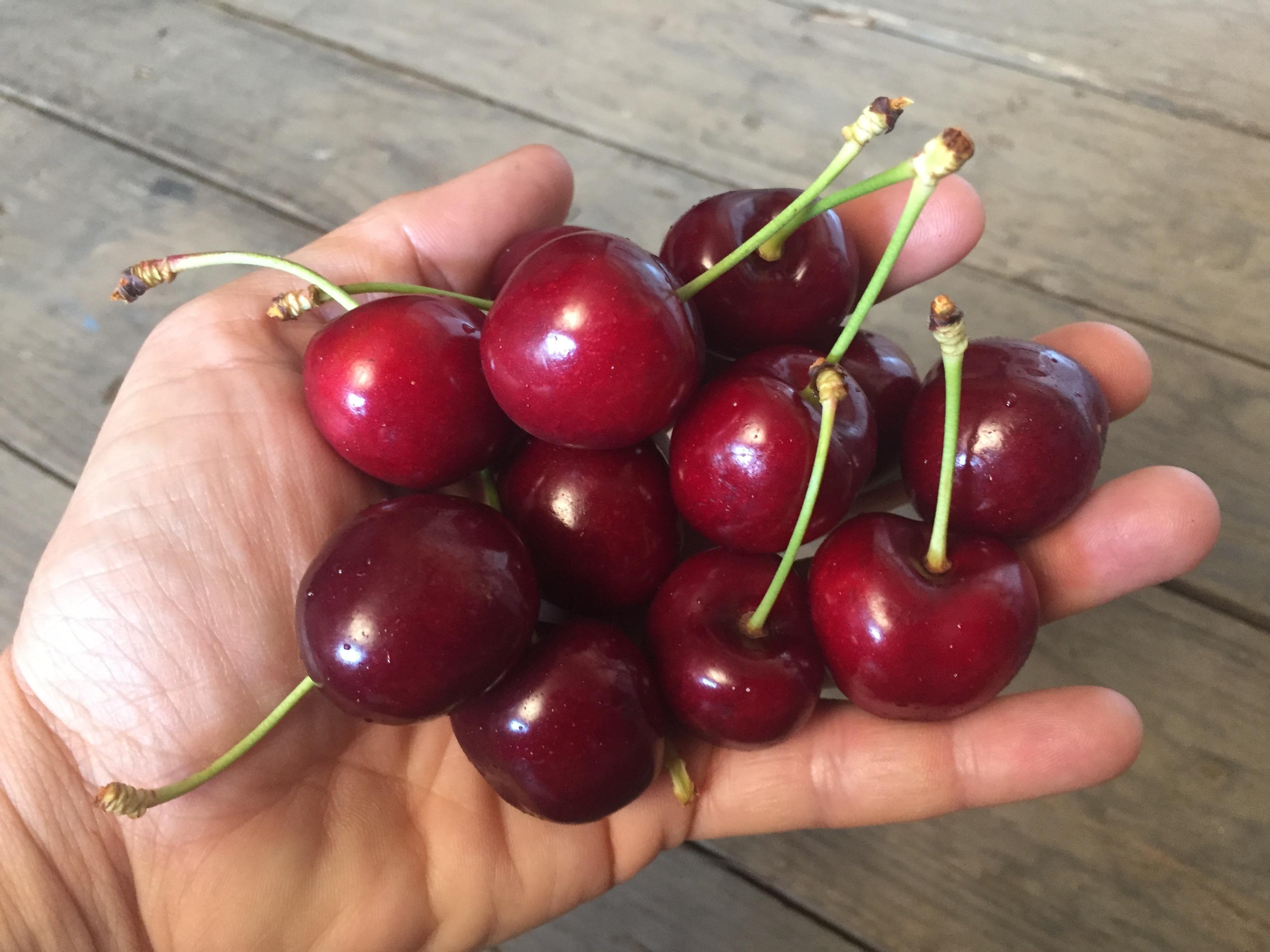 Thornbrook Orchard - Pick Your Own Seasonal Fruit