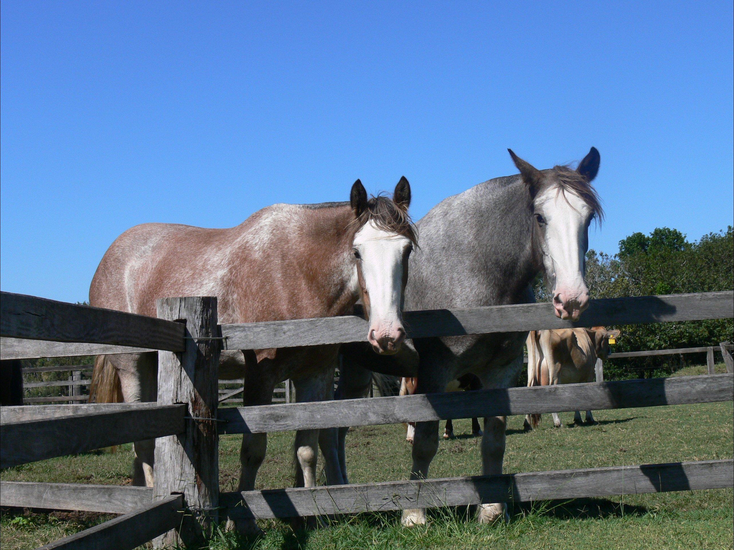 Clydesdale Motel and Steakbarn