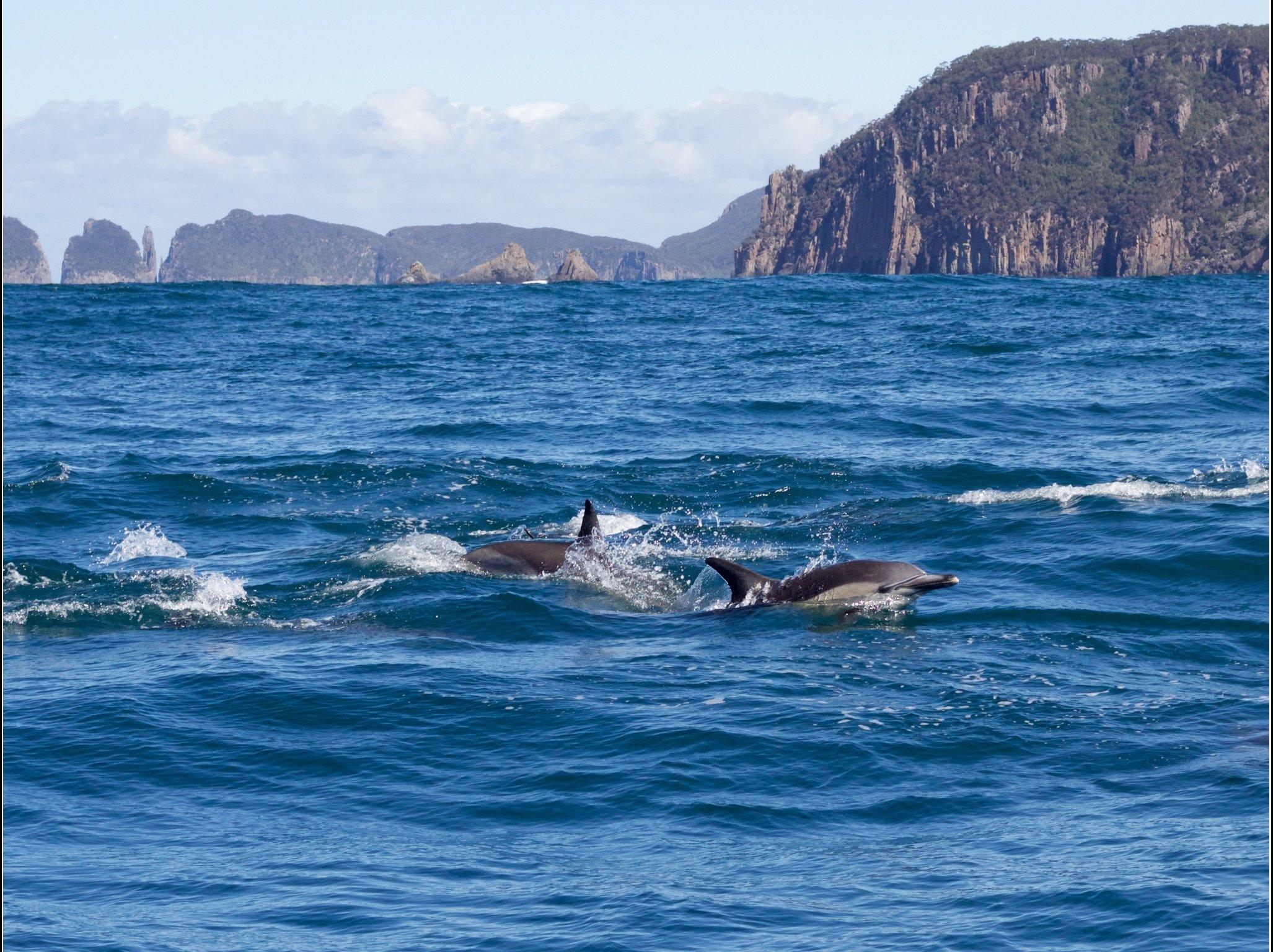 Wild Ocean Tasmania - Private Charters