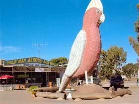 The Big Galah