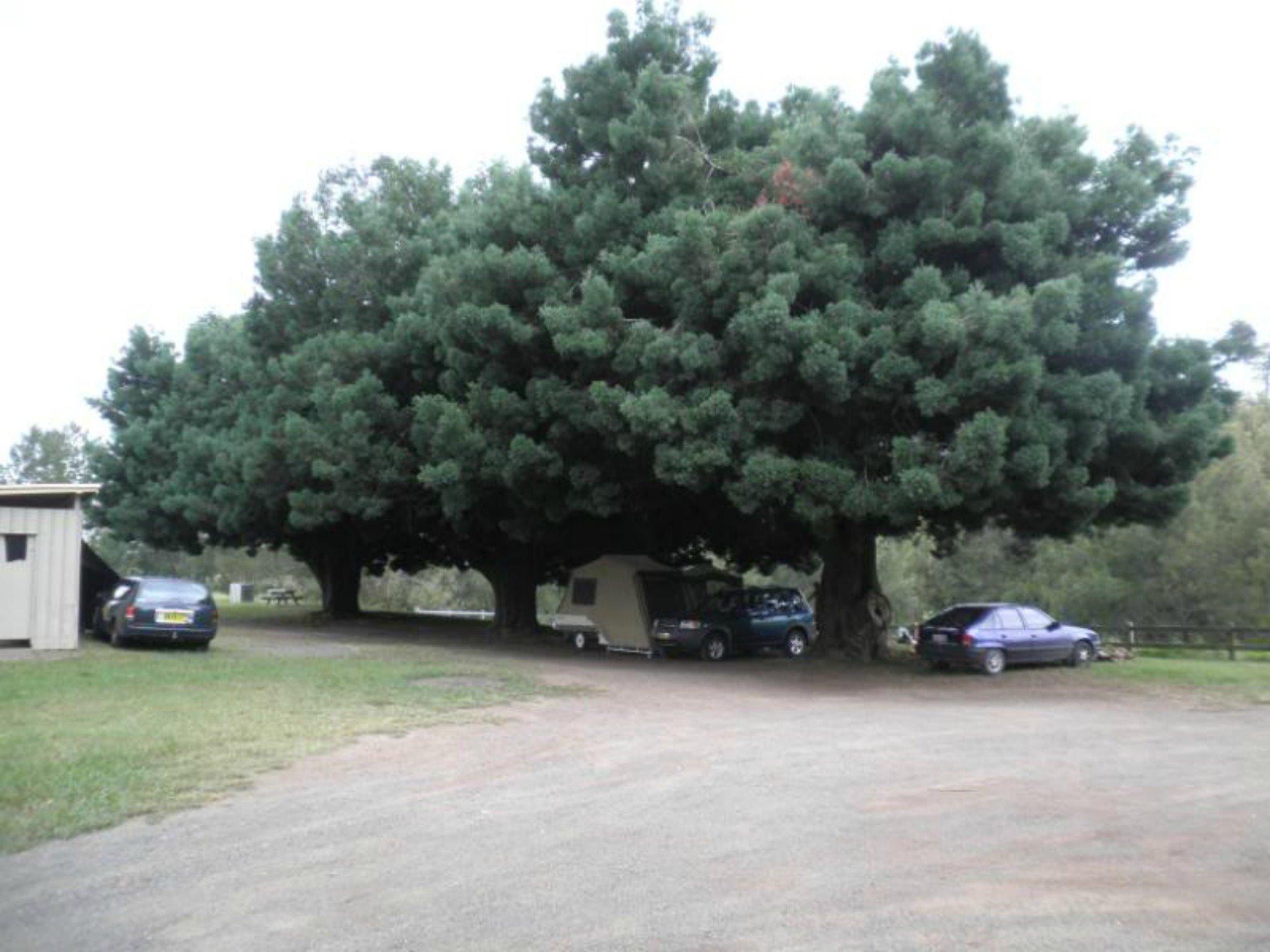 East Gresford Showground