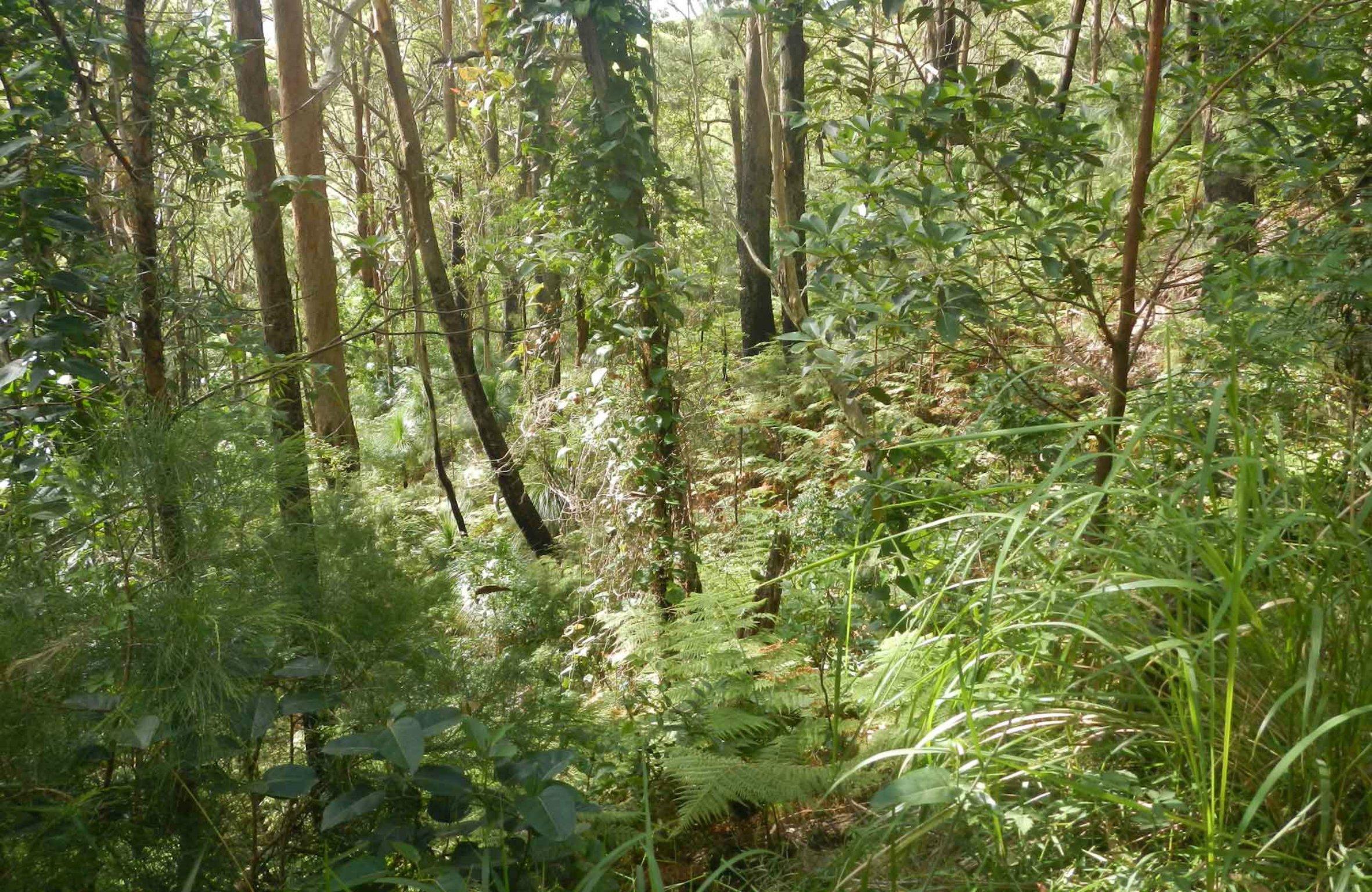 Gap Beach Walking Track