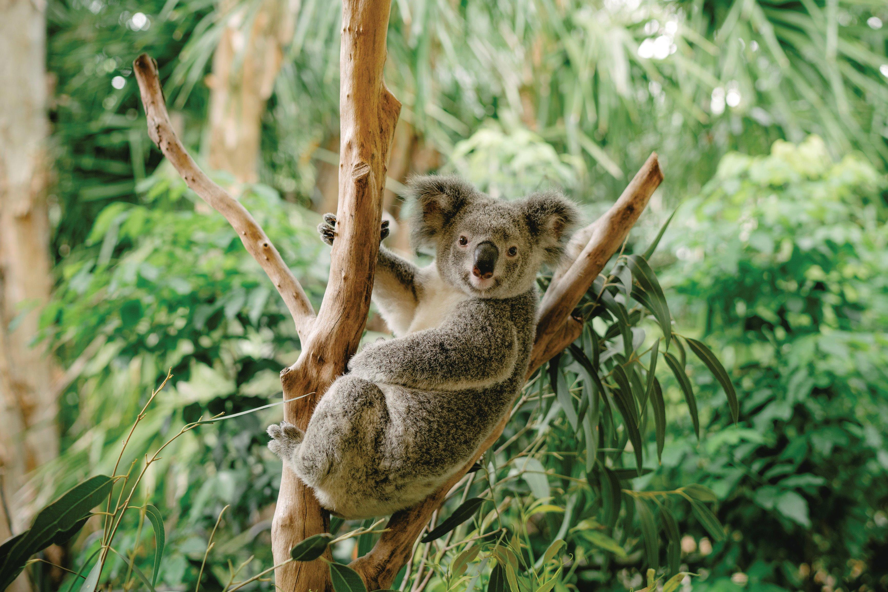 Daisy Hill Conservation Park