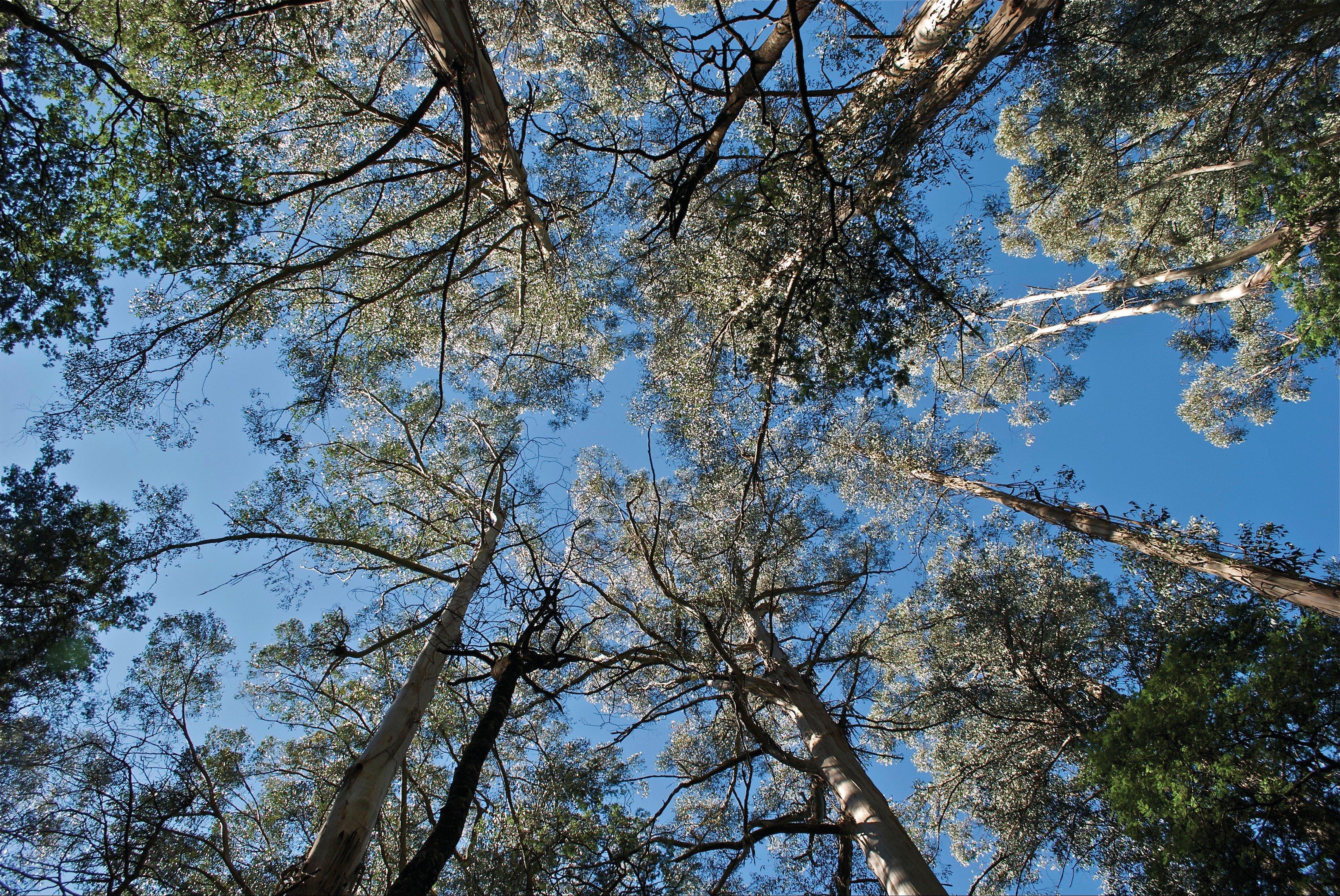 Tarra Bulga National Park