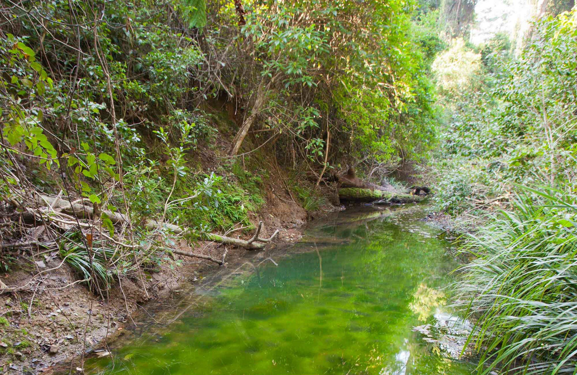 Ngambaa Nature Reserve