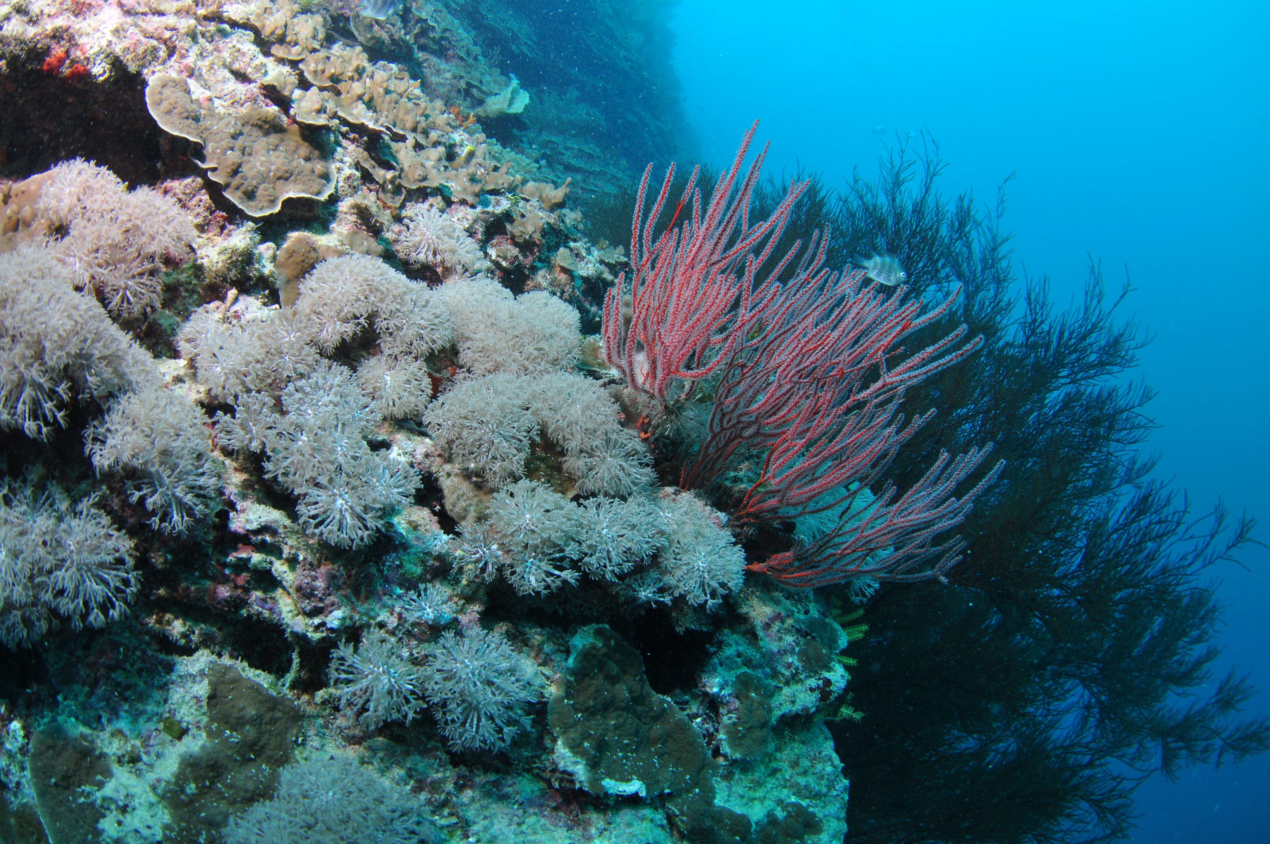 Stepping Stones Dive Site