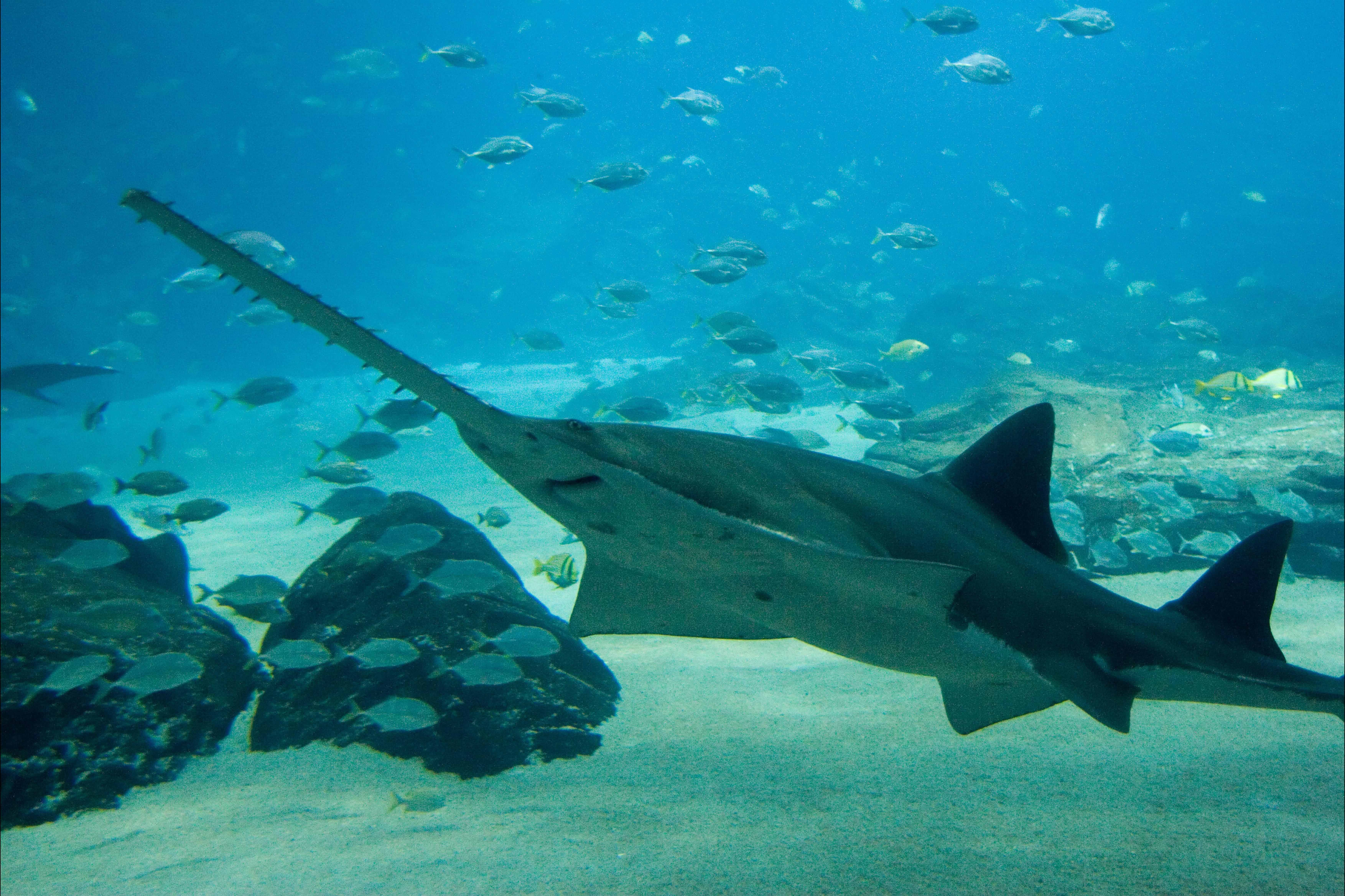 Cairns Aquarium