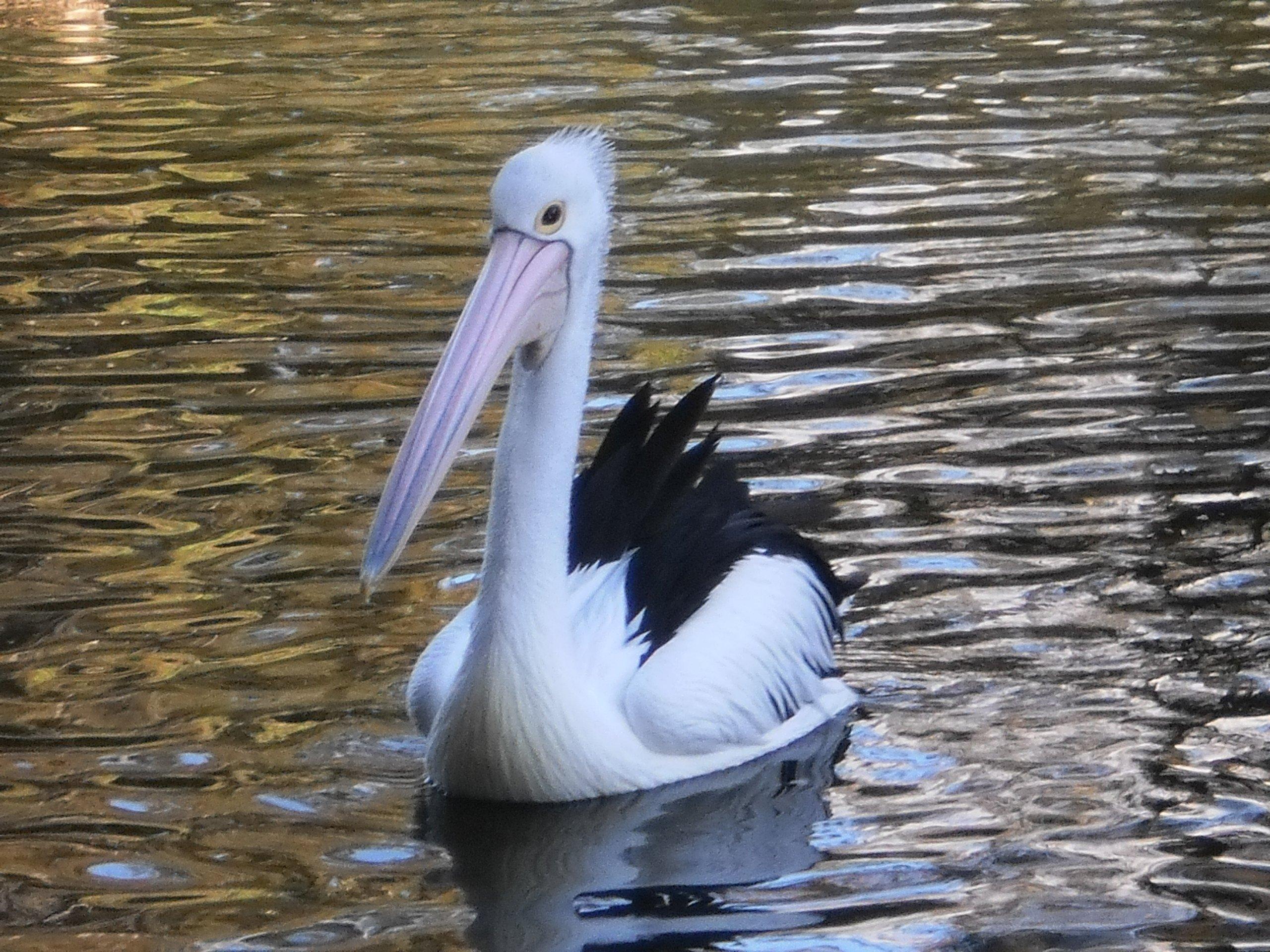 Birdland Animal Park