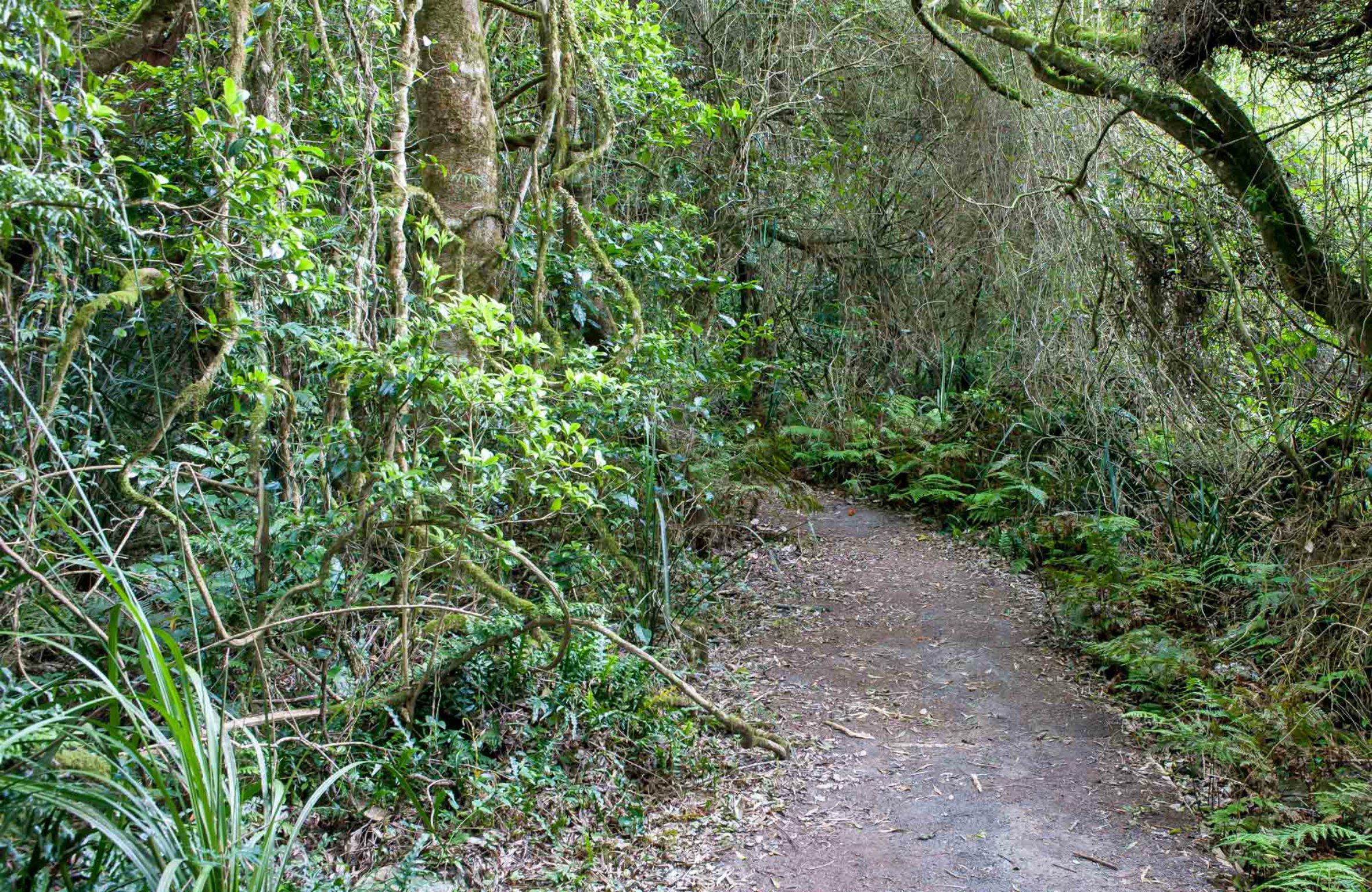 Rainforest Walking Track, Roberston Nature Reserve