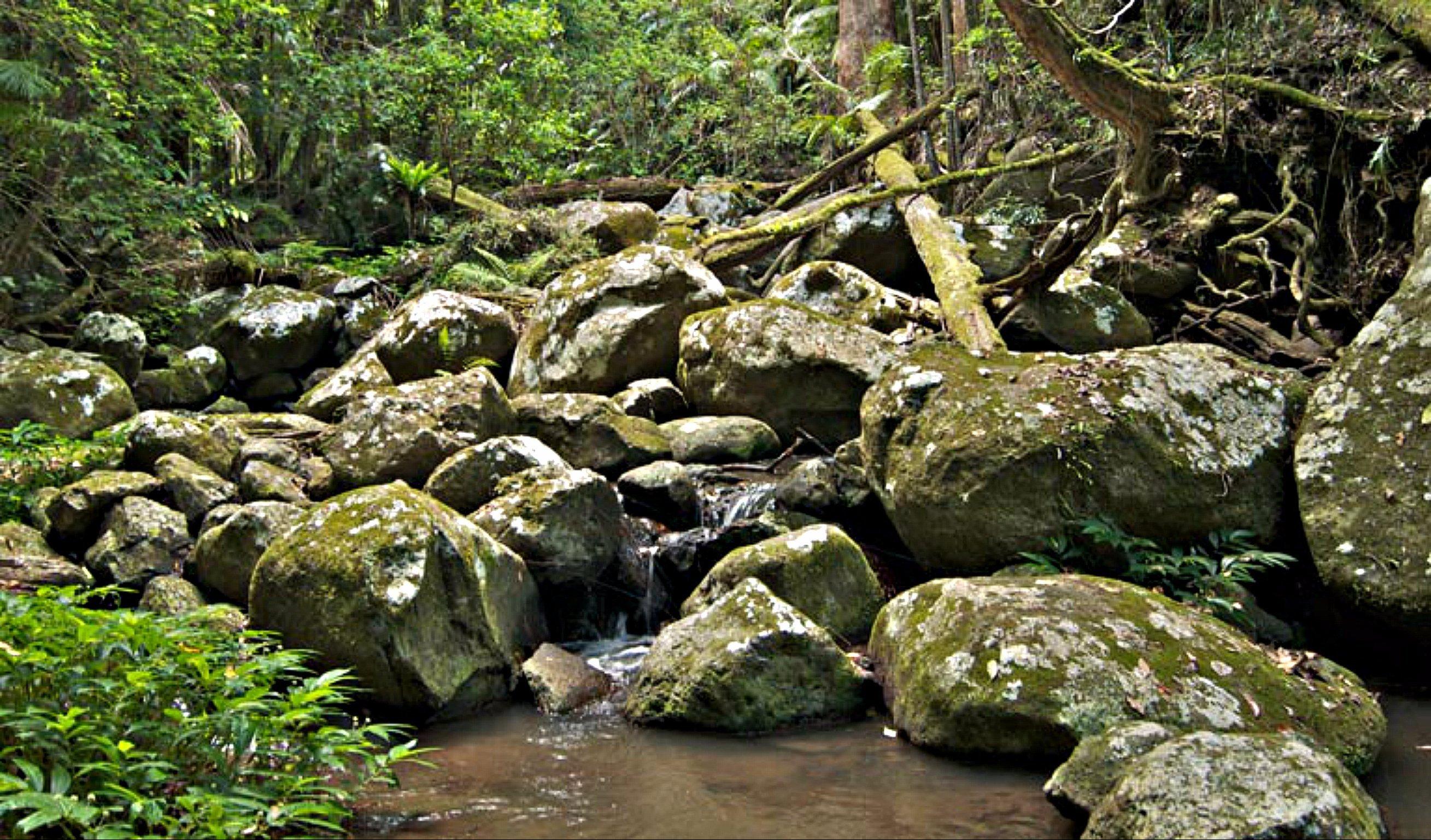 Booyong Walking Track