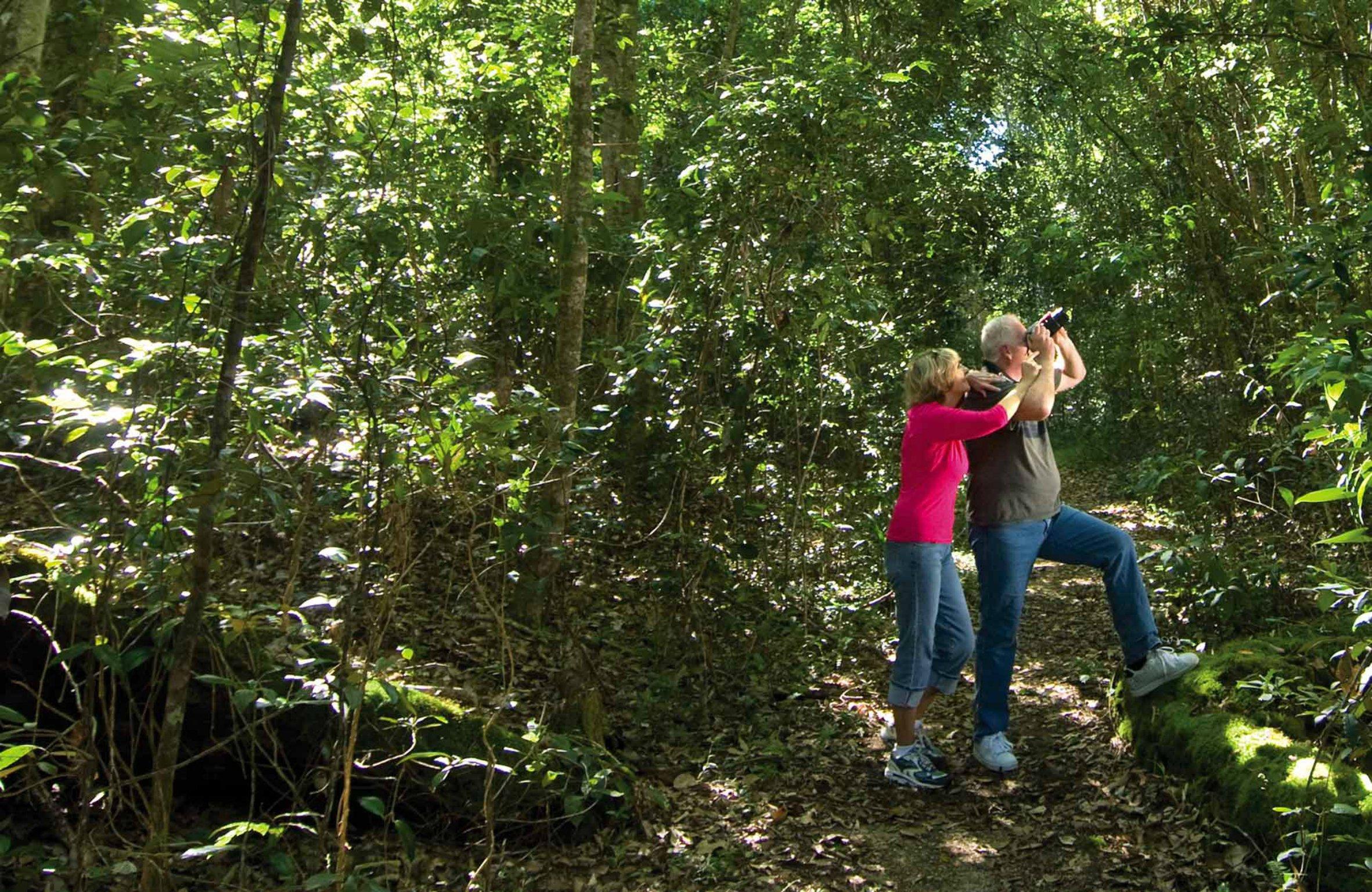 Iluka Rainforest Walking Track