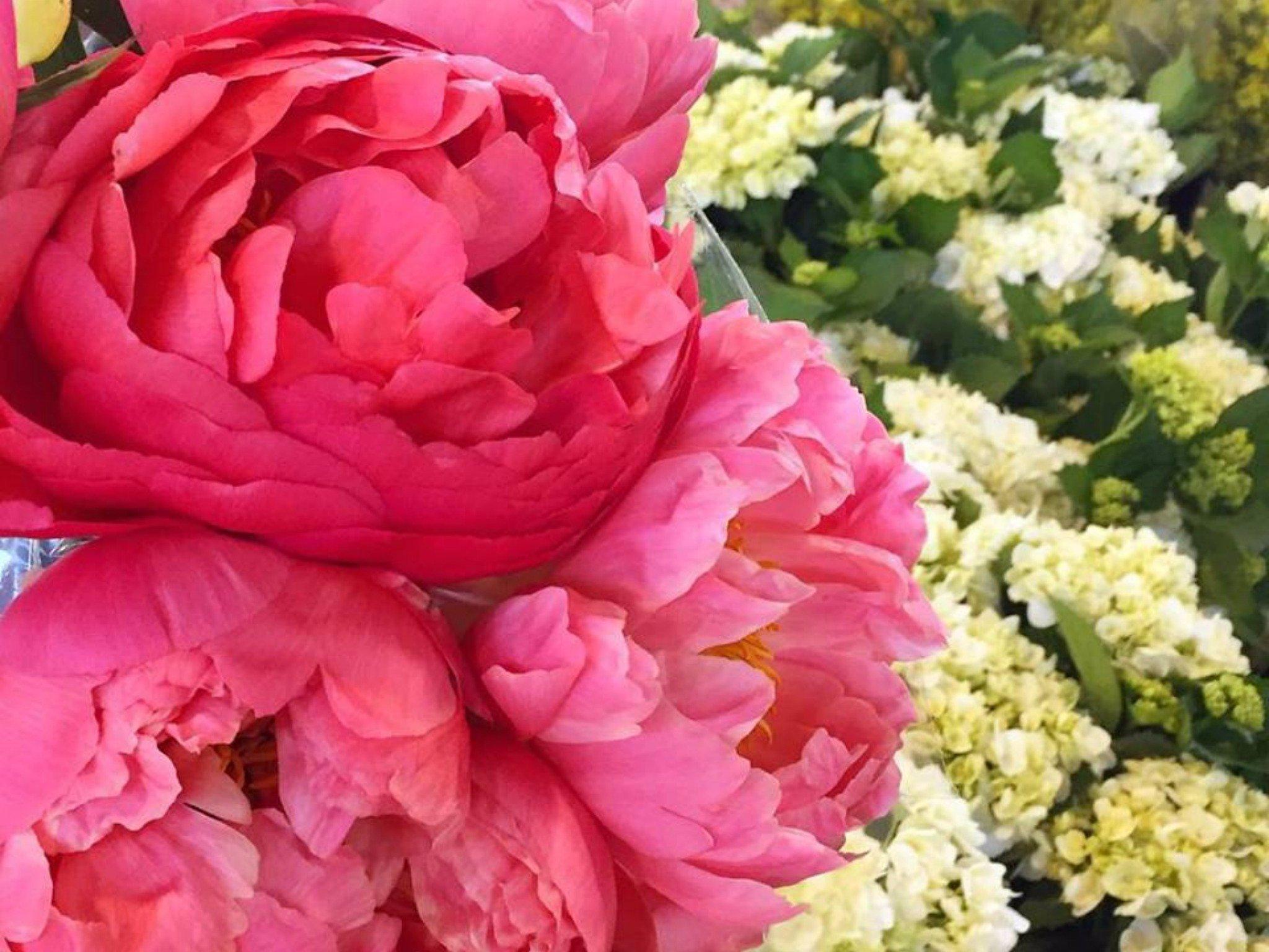 Sydney Flower Market