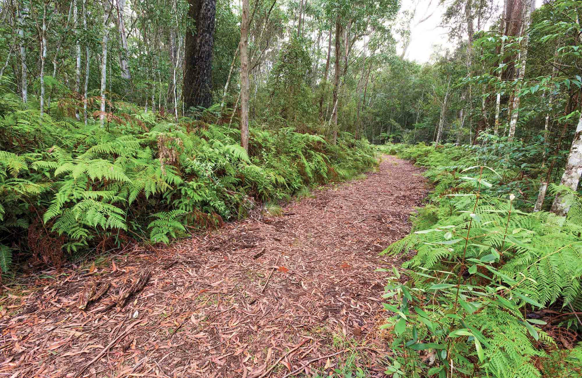 Forest Walking Track, Gibraltar Range National Park