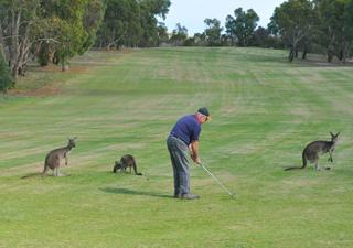 Coffin Bay Golf Club