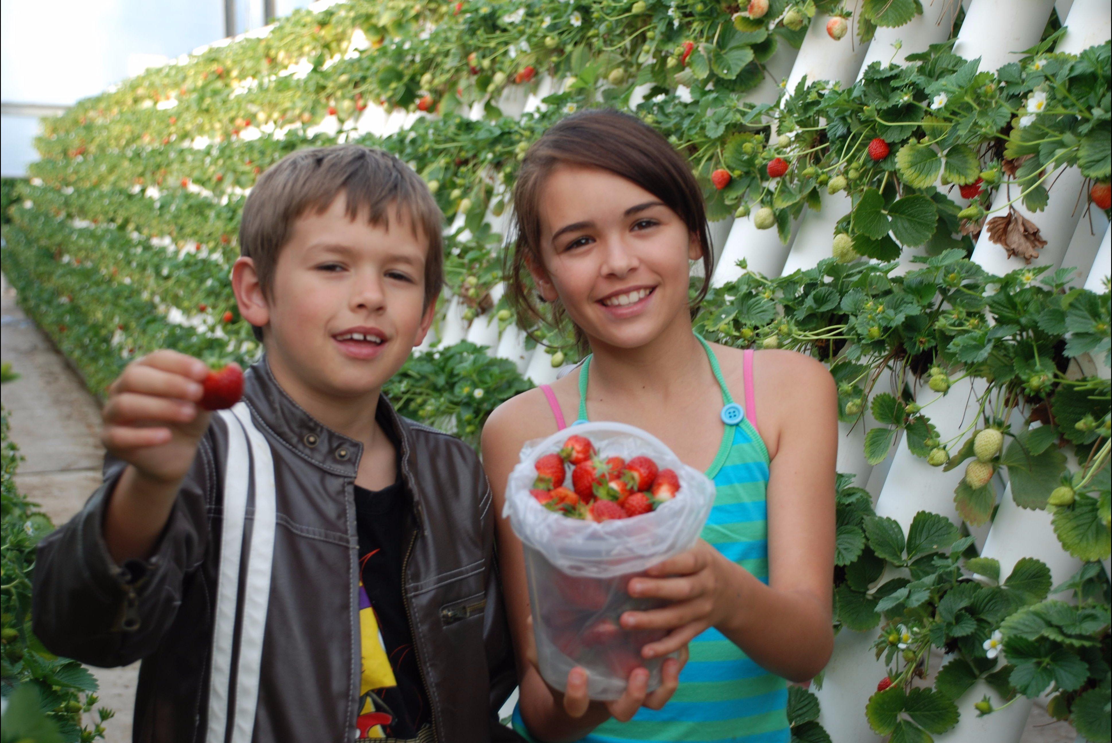 Ricardoes Tomatoes and Strawberries Farm