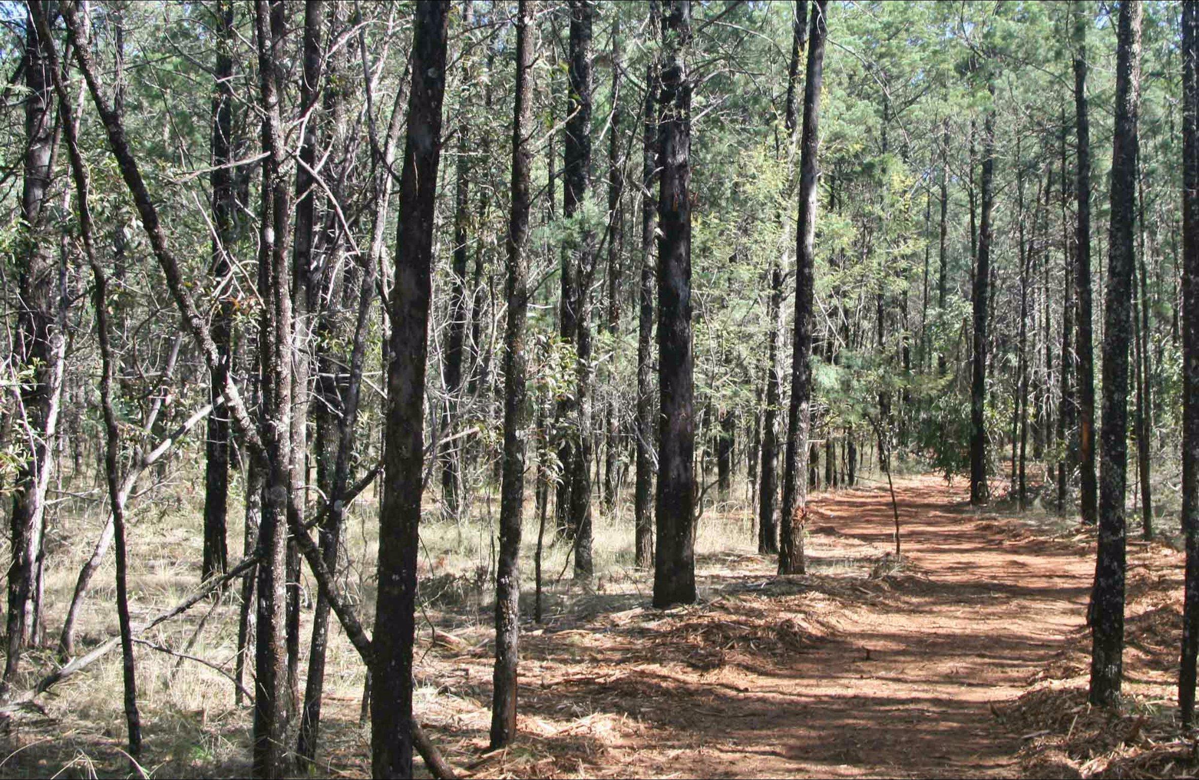 Yana-y Warruwi Walking Track