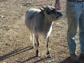 Will's Rare Breeds Farm