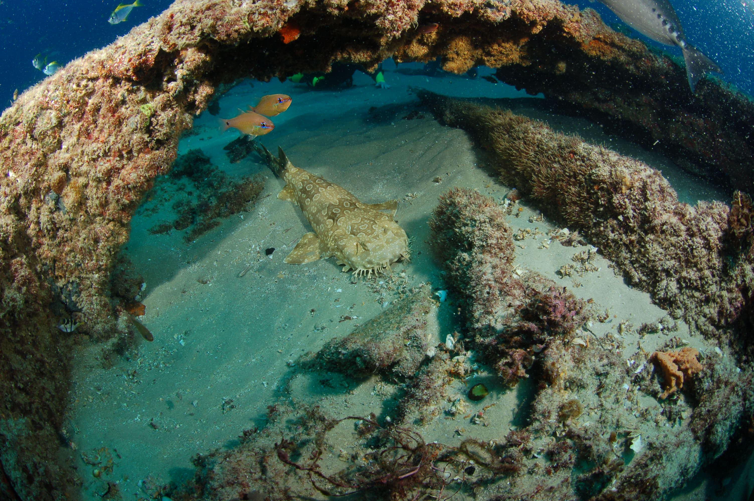 Aarhus Dive Site